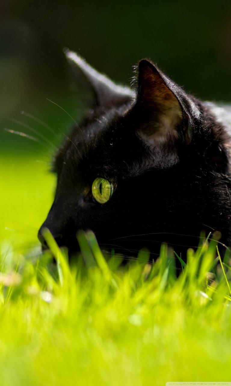 Black Cat with Green Eyes Wallpapers Top Free Black Cat with Green