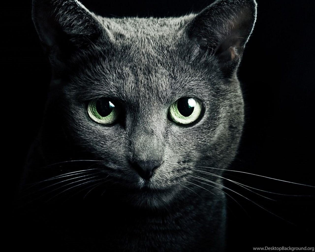Black Cat Green Eyes Wallpapers Top Free Black Cat Green Eyes