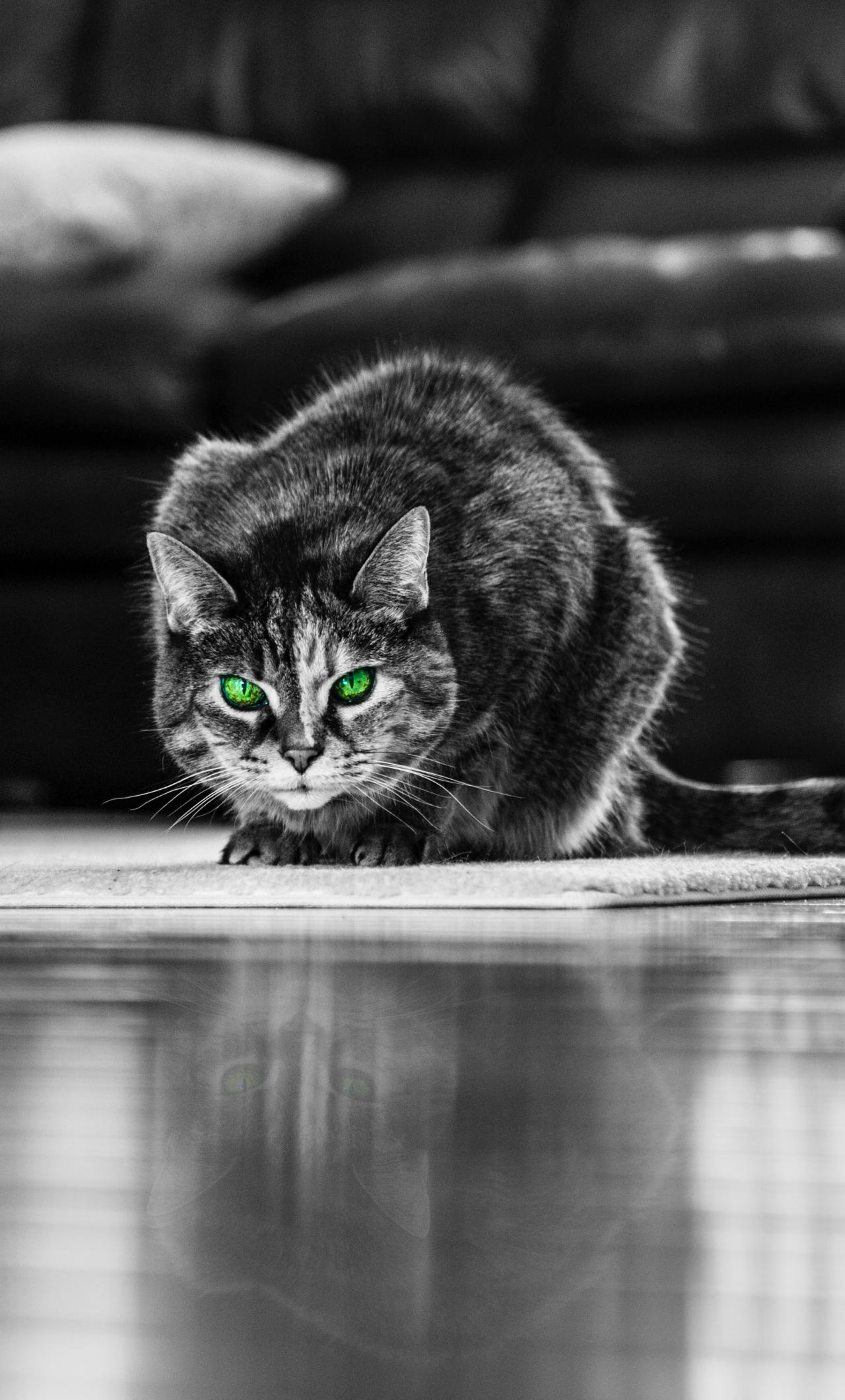 Black Cat Green Eyes Wallpapers Top Free Black Cat Green Eyes