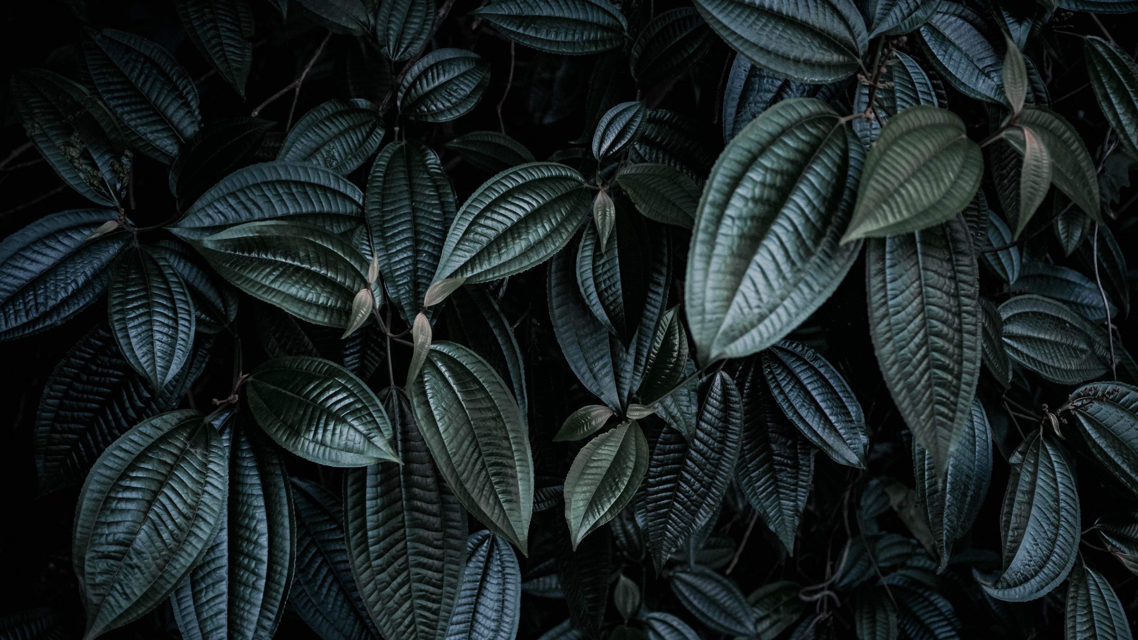 Dark Green Leaves Desktop Wallpapers Top Free Dark Green Leaves