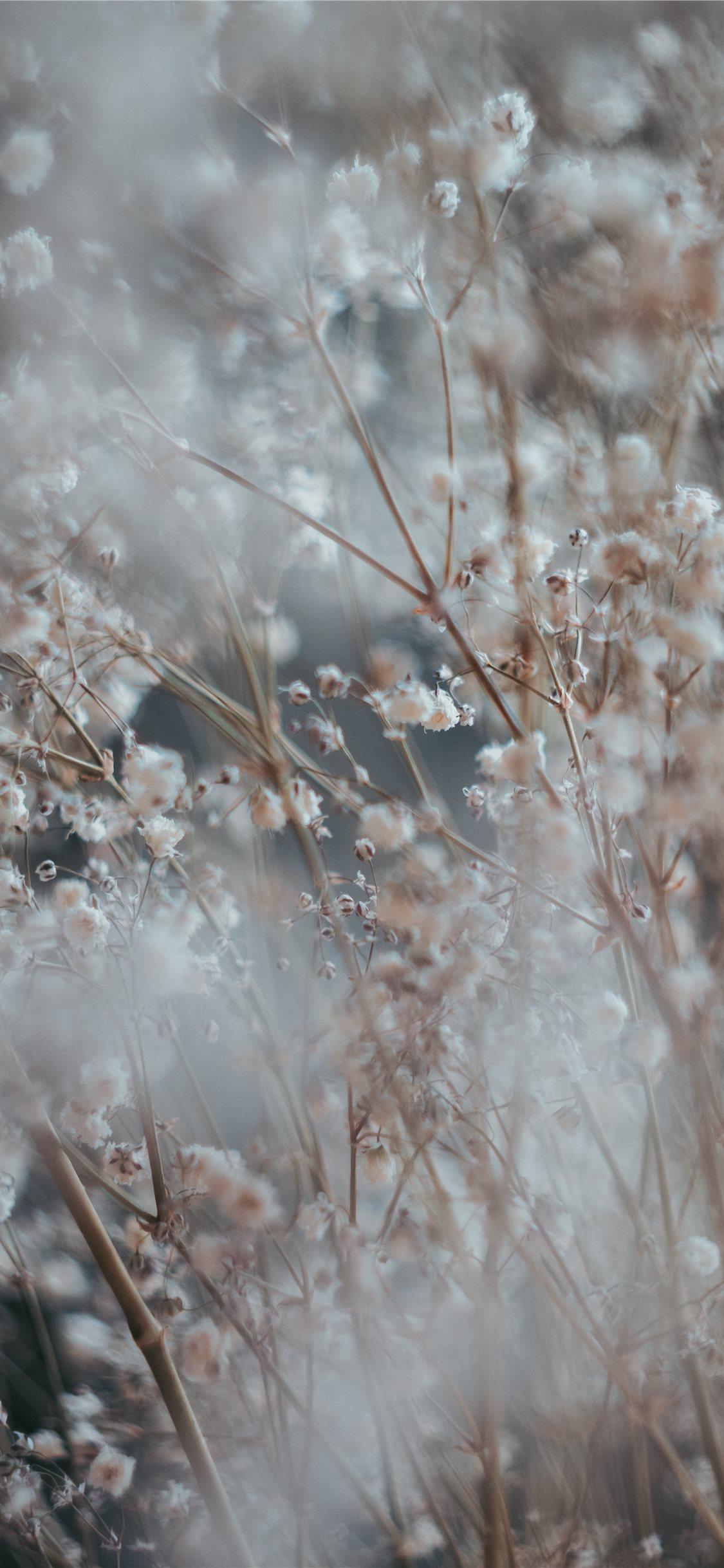 Winter Flower iPhone Wallpapers Top Free Winter Flower iPhone Backgrounds WallpaperAccess