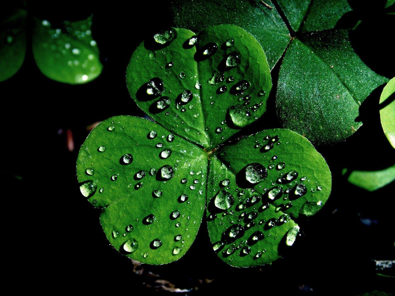 Shamrock Wallpapers Top Free Shamrock Backgrounds WallpaperAccess