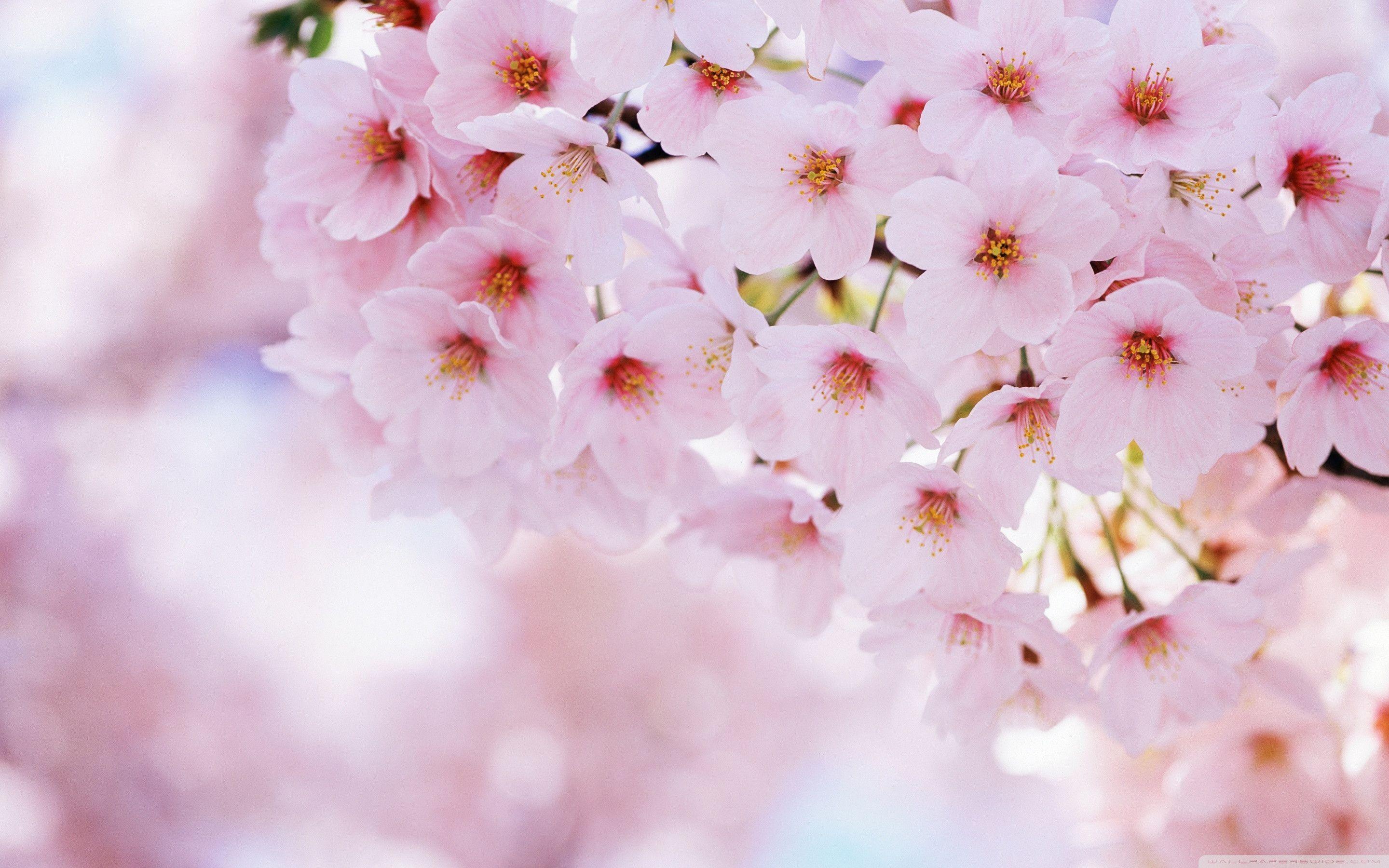 Anime Sakura Flower Wallpapers Top Free Anime Sakura Flower