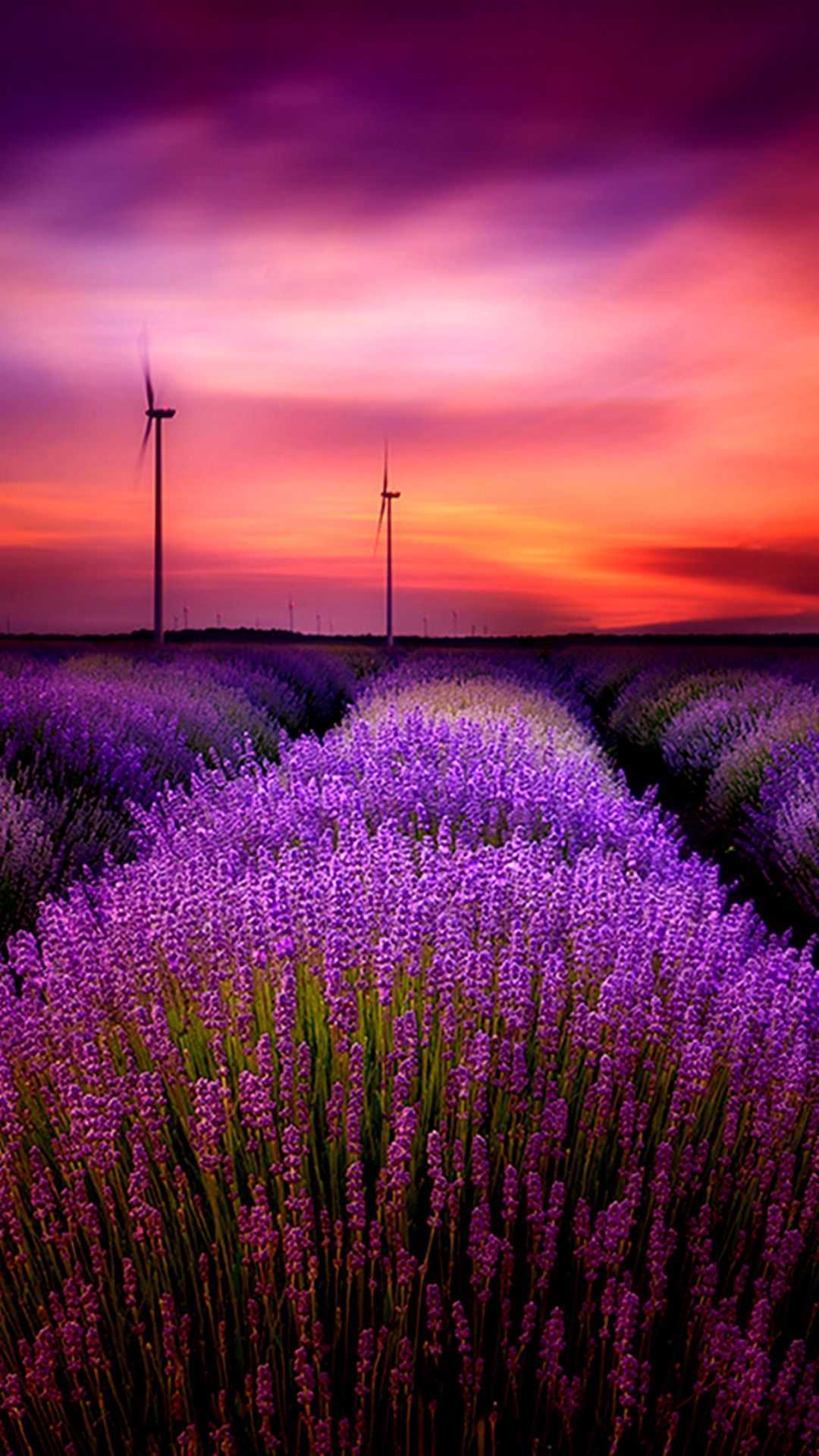 Lavender Phone Wallpapers Top Free Lavender Phone Backgrounds