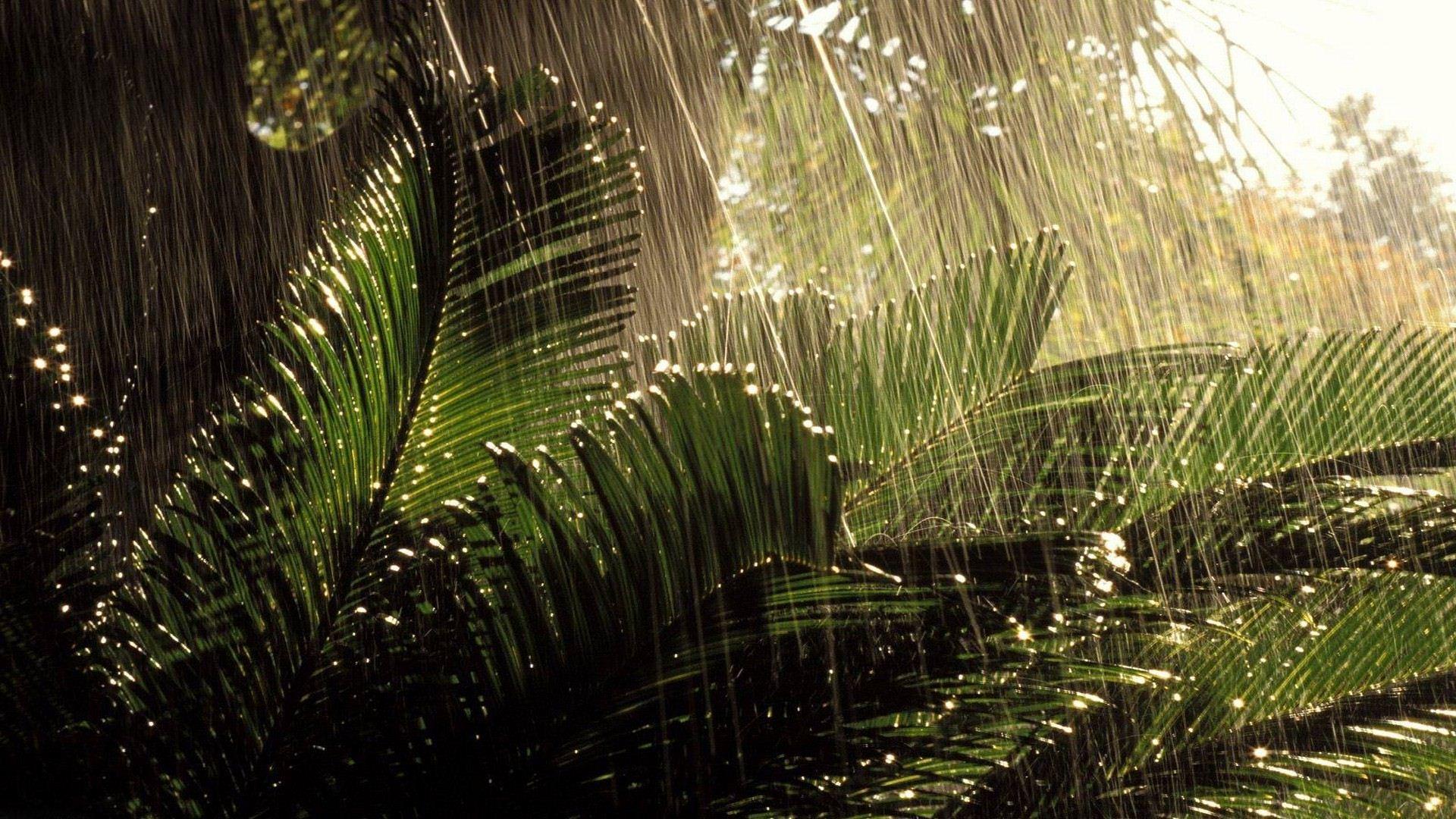 Jungle Rain Wallpapers Top Free Jungle Rain Backgrounds WallpaperAccess