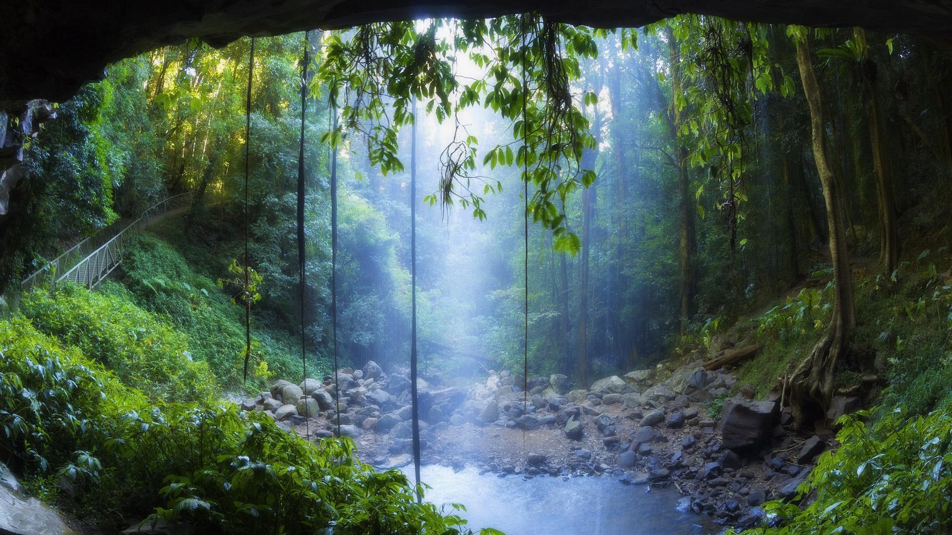 Jungle Rain Wallpapers Top Free Jungle Rain Backgrounds WallpaperAccess