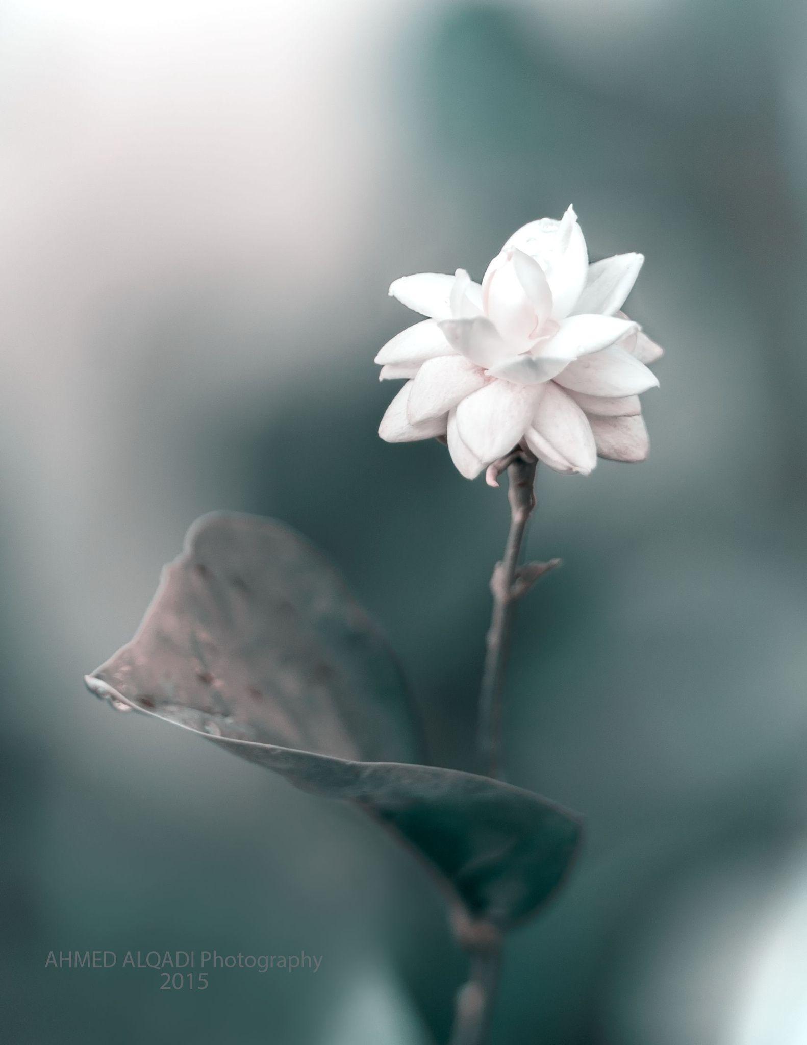 Jasmine Flower iPhone Wallpapers Top Free Jasmine Flower iPhone