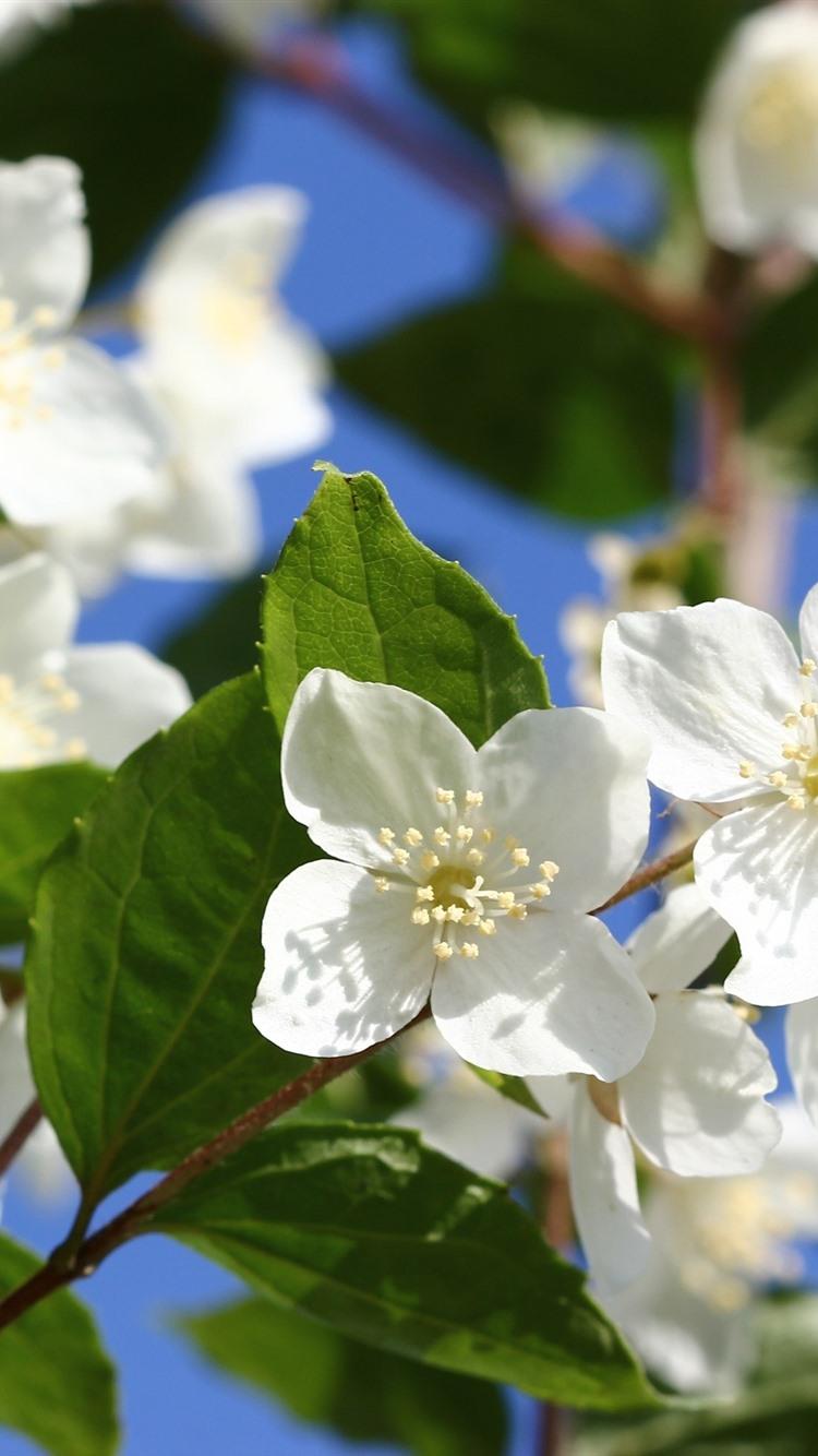 Jasmine Flower iPhone Wallpapers Top Free Jasmine Flower iPhone