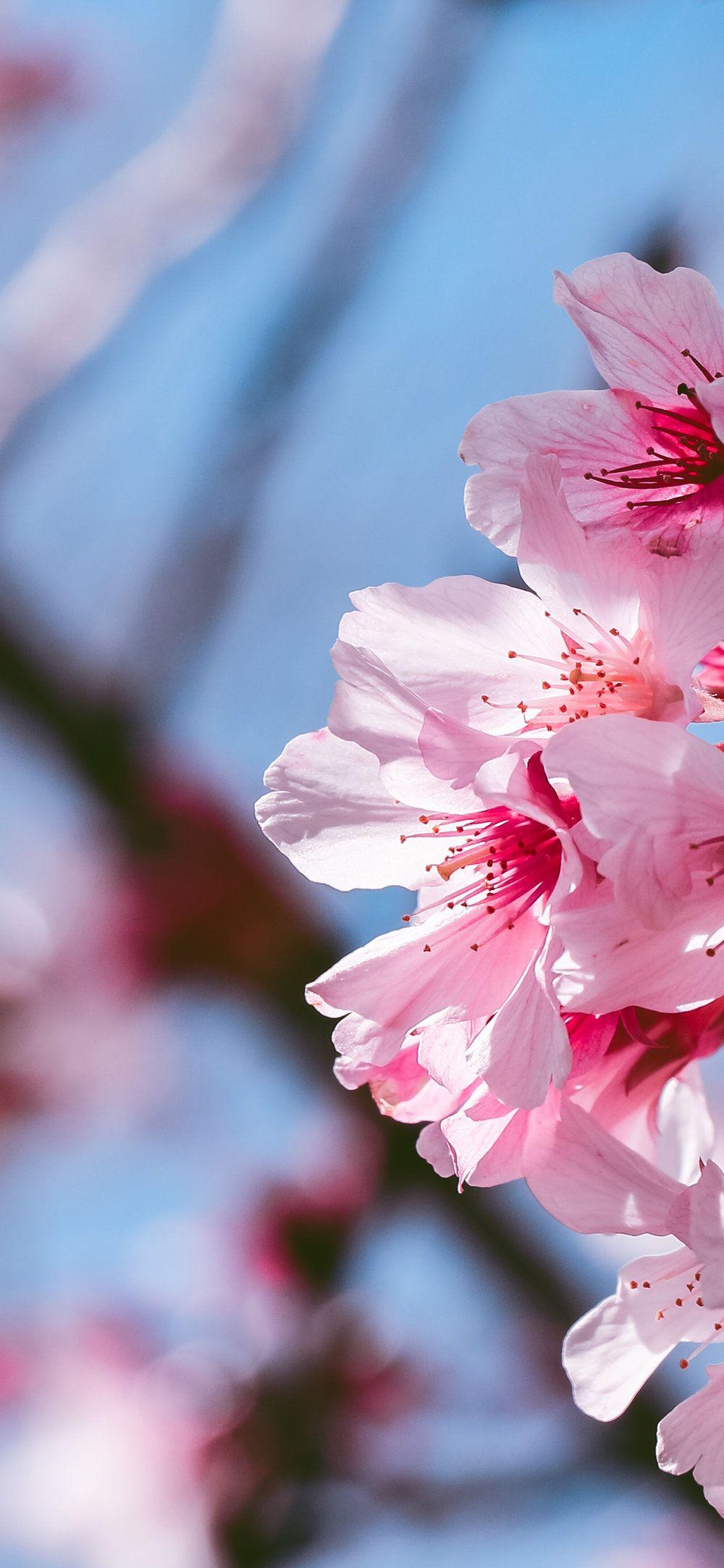 Jasmine Flower iPhone Wallpapers Top Free Jasmine Flower iPhone