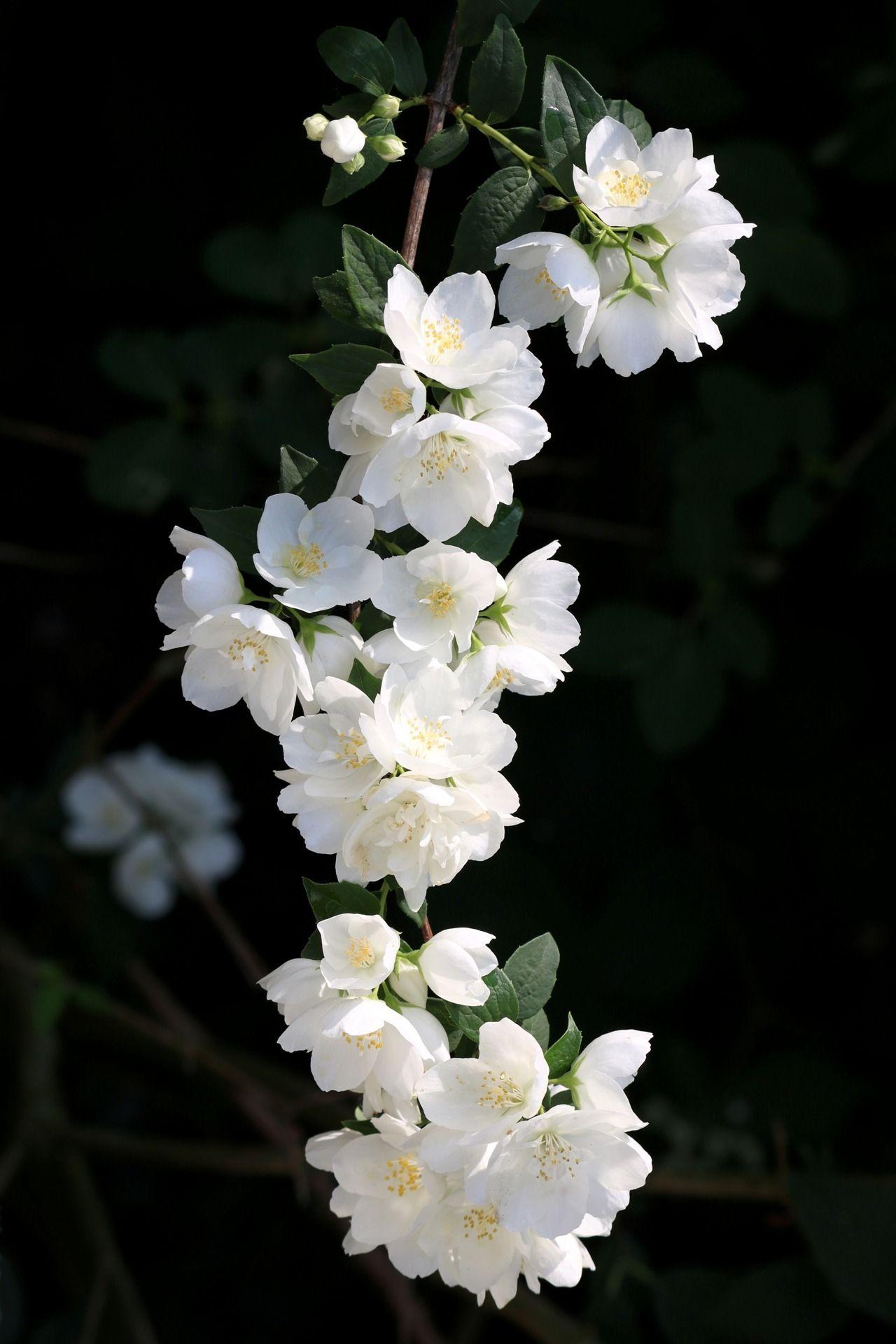 Jasmine Flower iPhone Wallpapers Top Free Jasmine Flower iPhone