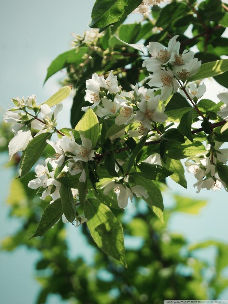 Jasmine Flower iPhone Wallpapers Top Free Jasmine Flower iPhone