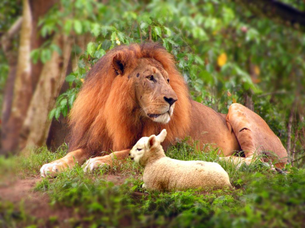 Lion and Lamb Wallpapers Top Free Lion and Lamb Backgrounds