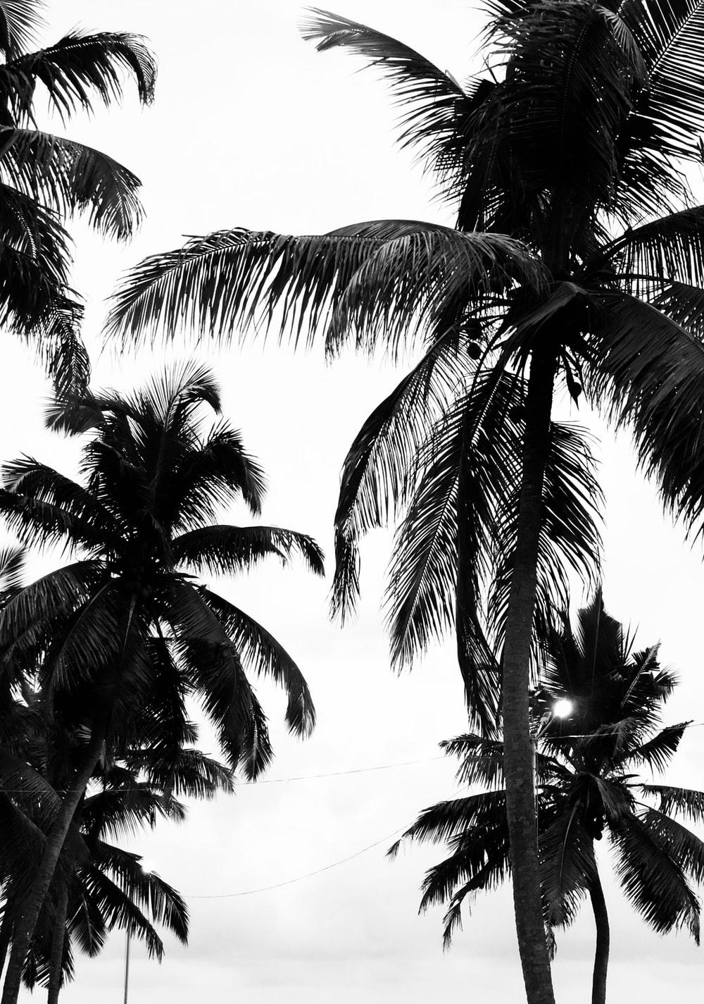 Black Palm Wallpapers Top Free Black Palm Backgrounds WallpaperAccess