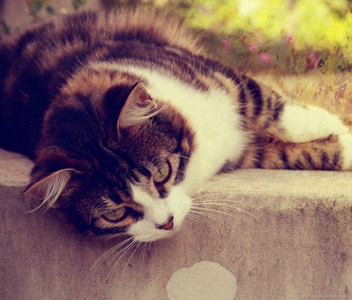 Tumblr Hipster Cat Wallpapers Top Free Tumblr Hipster Cat Backgrounds