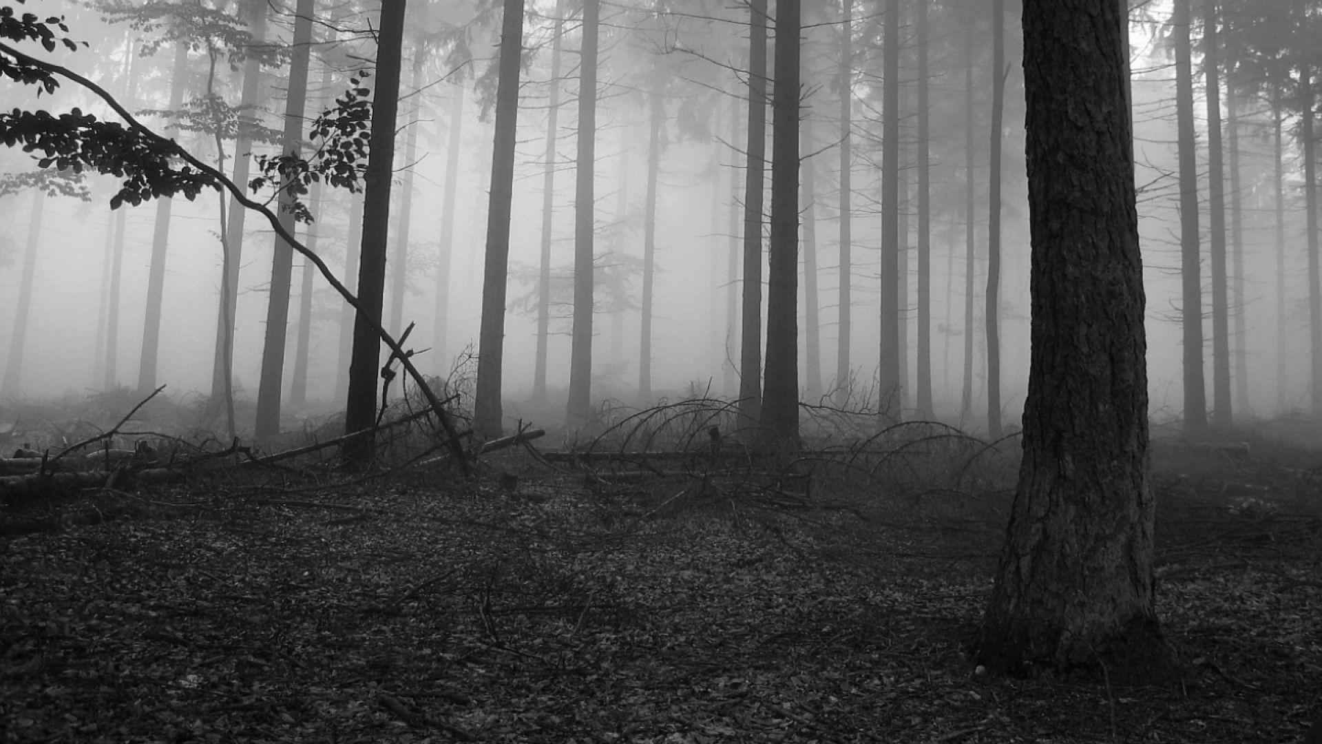 Black and White Nature Wallpapers Top Free Black and White Nature