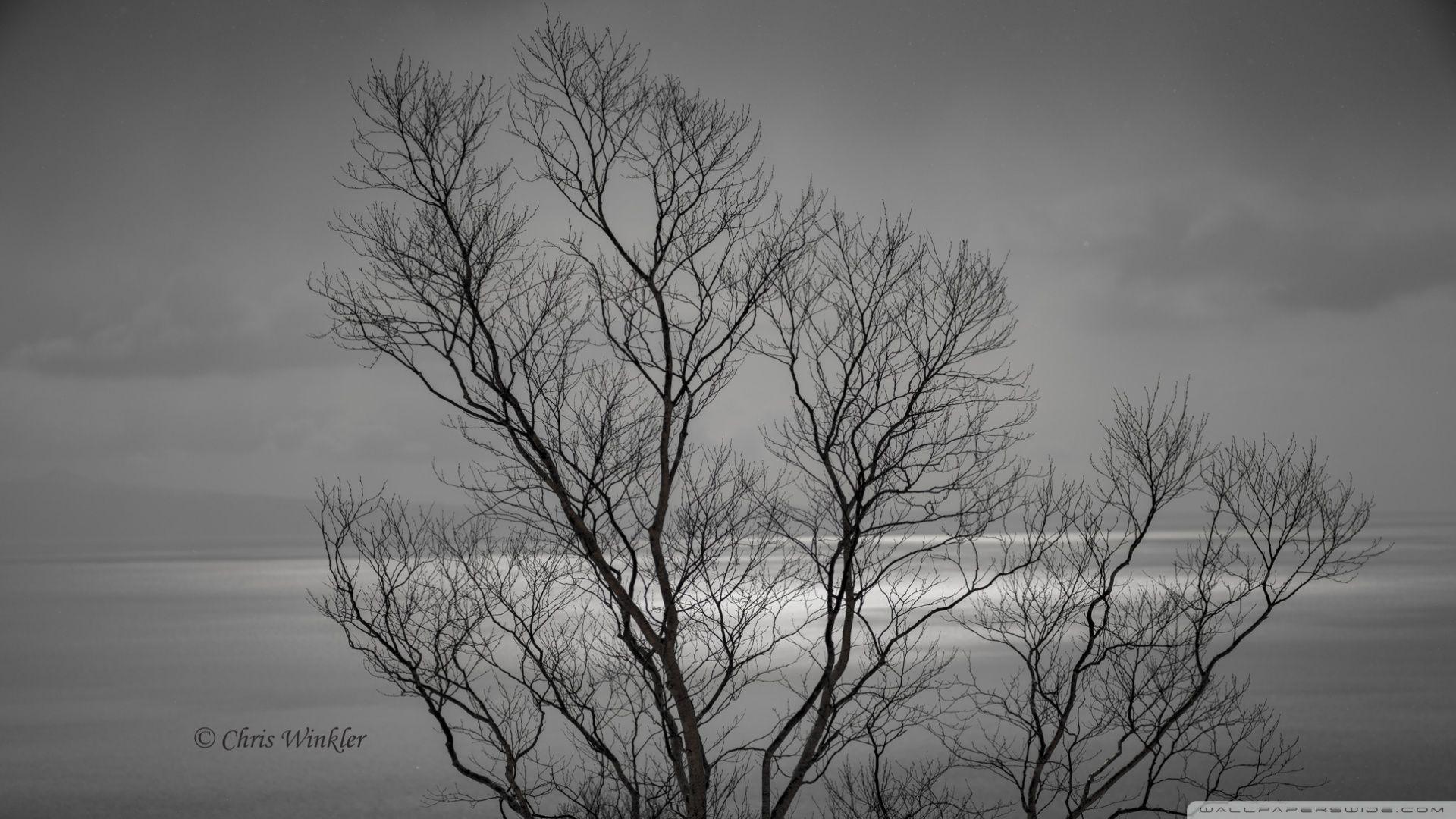 White Tree Wallpapers Top Free White Tree Backgrounds WallpaperAccess