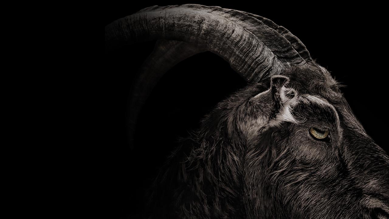 Black Goat Wallpapers Top Free Black Goat Backgrounds WallpaperAccess