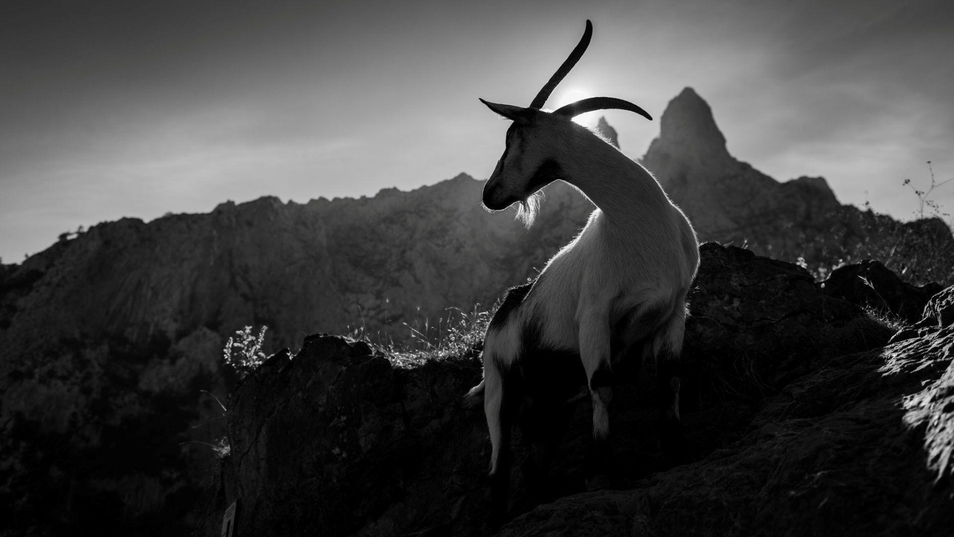 Black Goat Wallpapers Top Free Black Goat Backgrounds WallpaperAccess