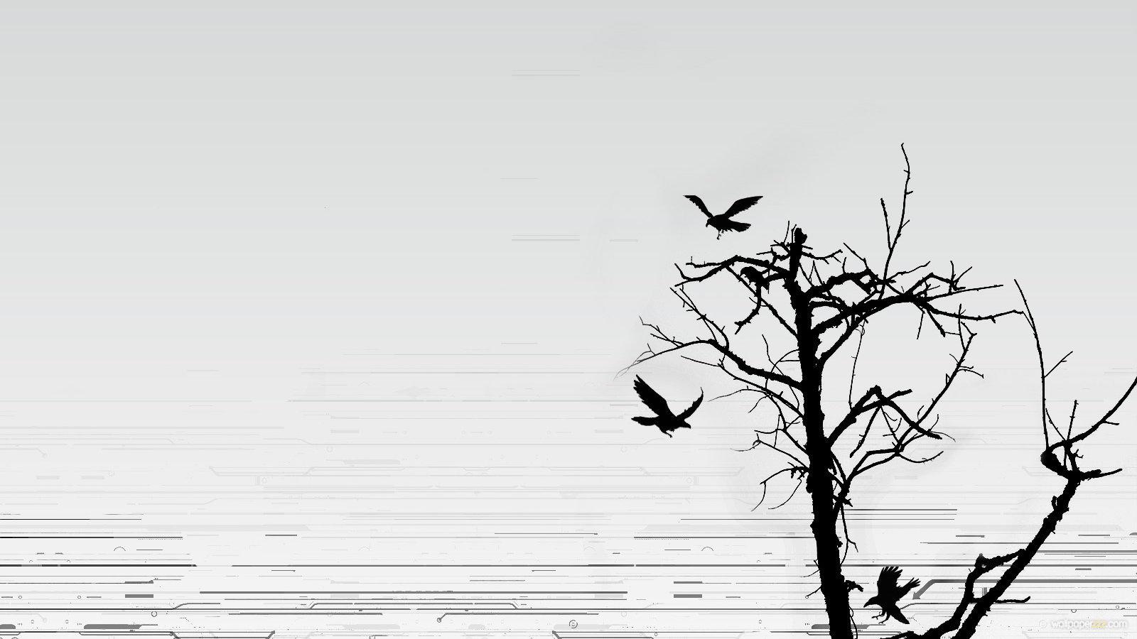 Black and White Bird Wallpapers Top Free Black and White Bird