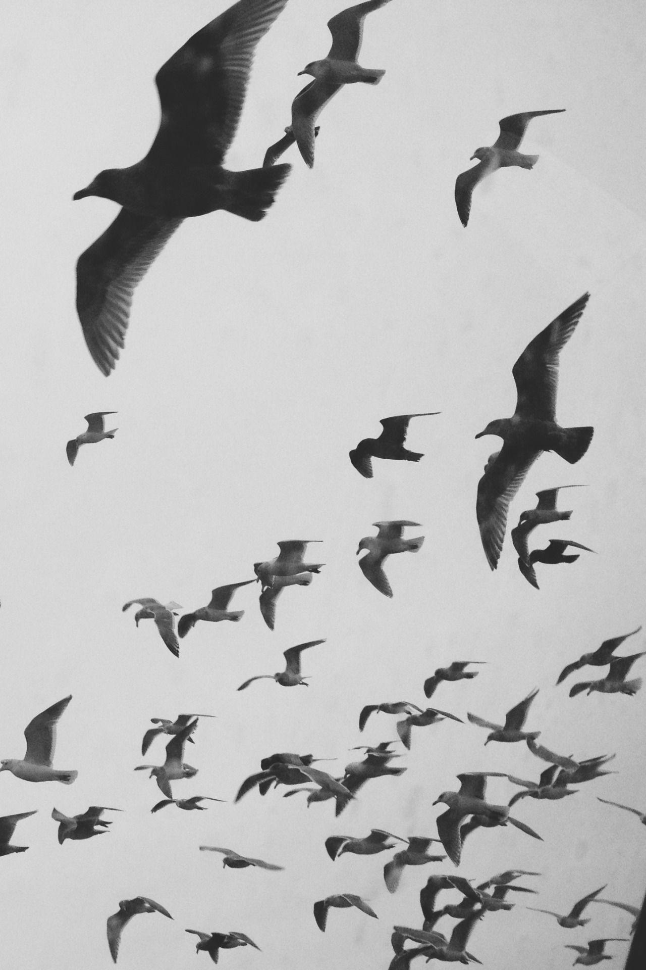 Black and White Bird Wallpapers Top Free Black and White Bird