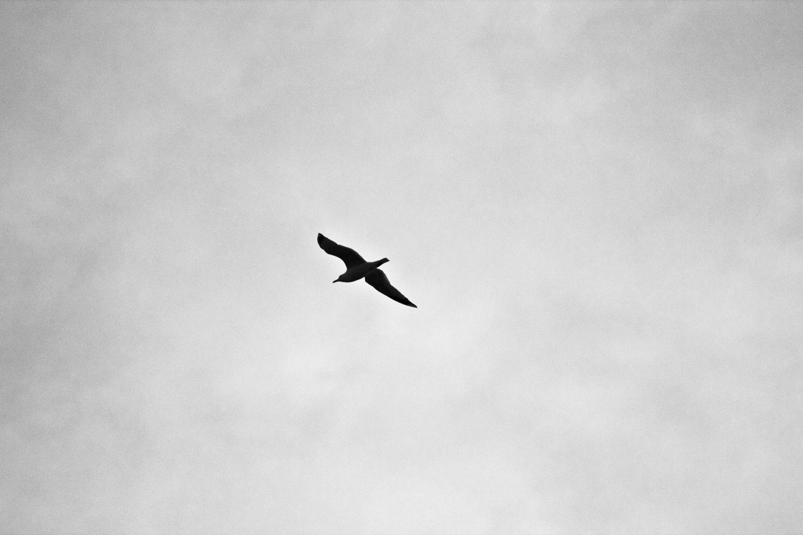 Black and White Bird Wallpapers Top Free Black and White Bird