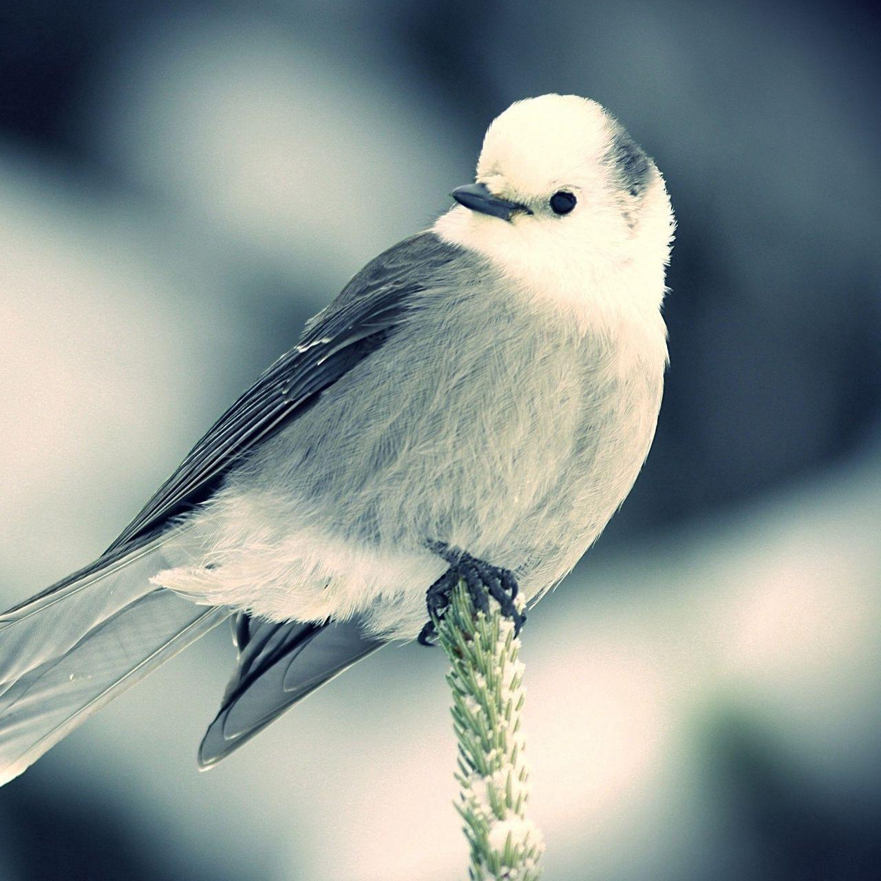 Black and White Bird Wallpapers Top Free Black and White Bird