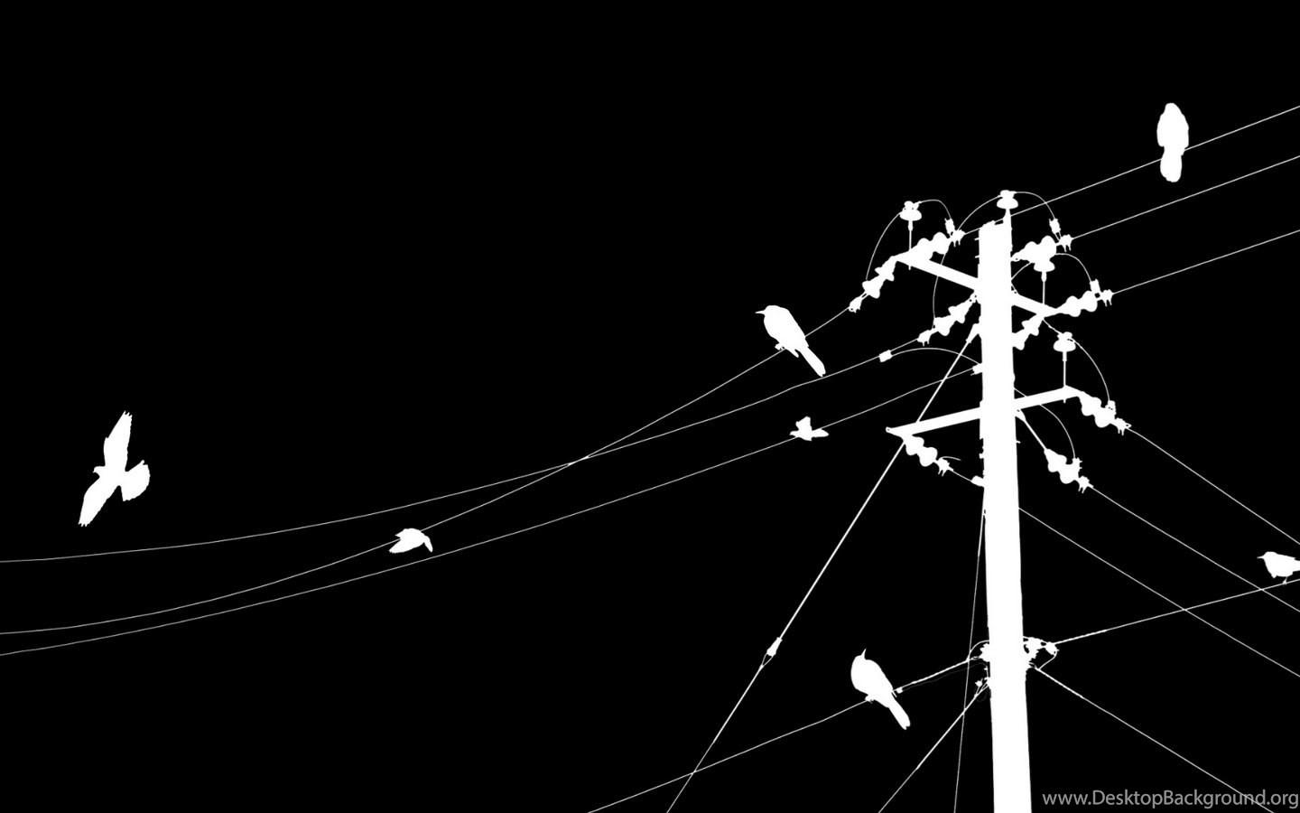 Black and White Bird Wallpapers Top Free Black and White Bird