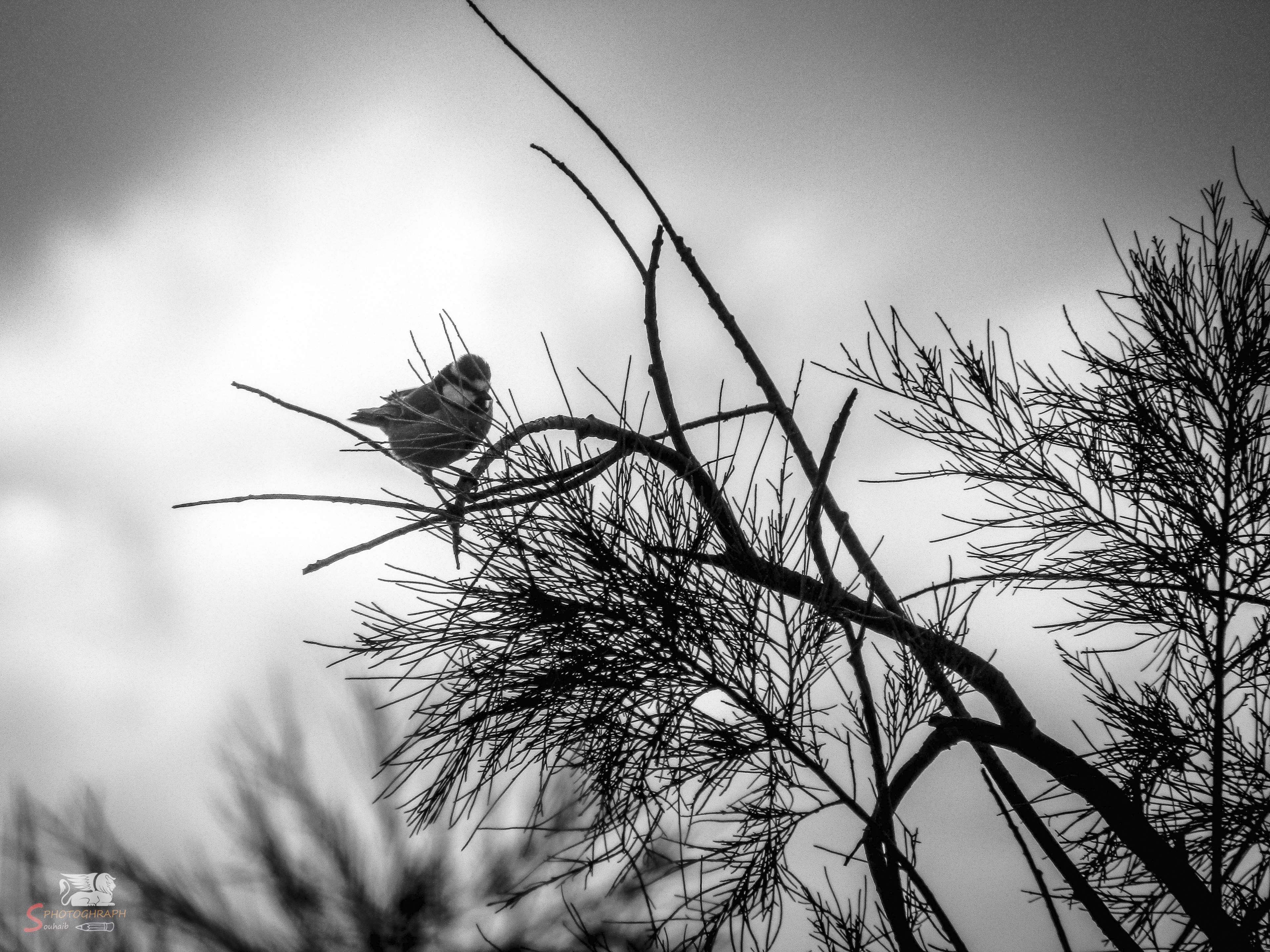 Black and White Bird Wallpapers Top Free Black and White Bird