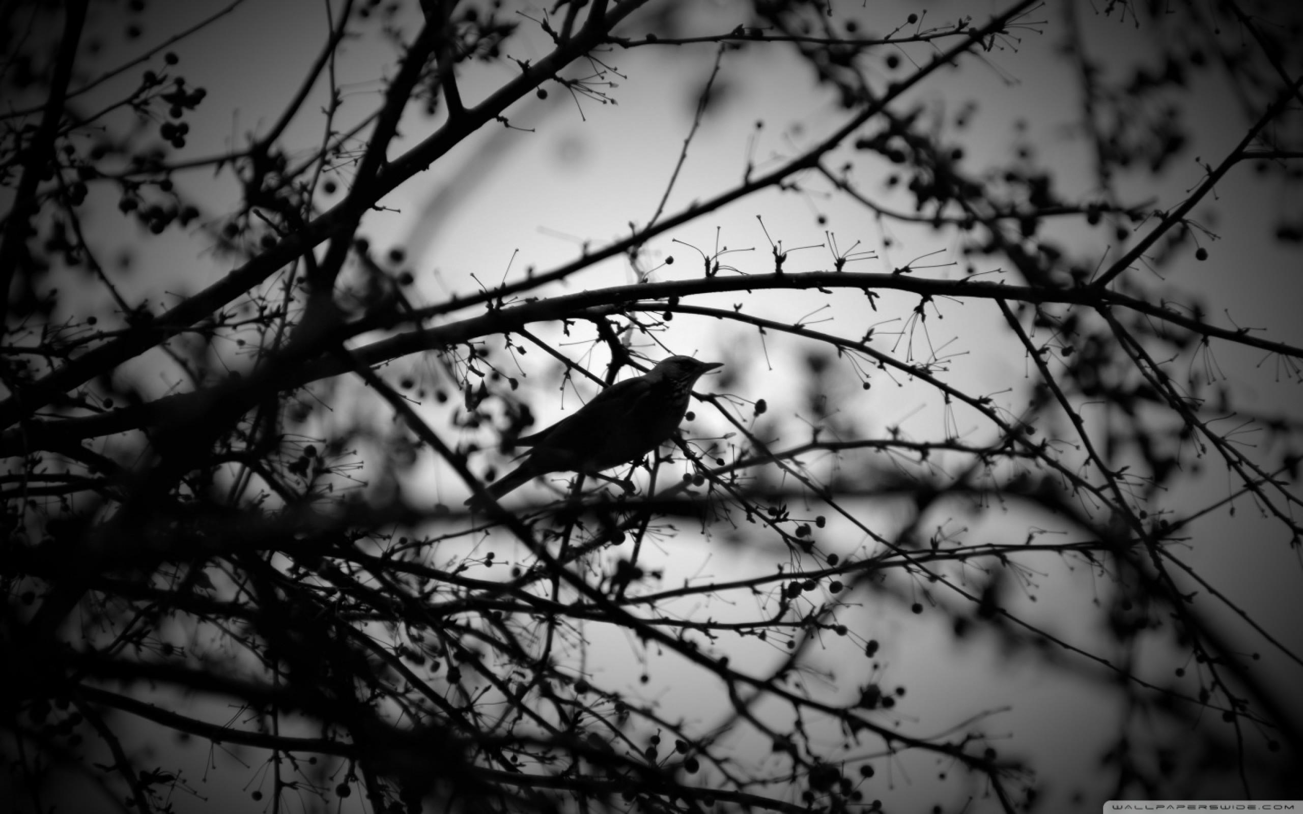 Black and White Bird Wallpapers Top Free Black and White Bird