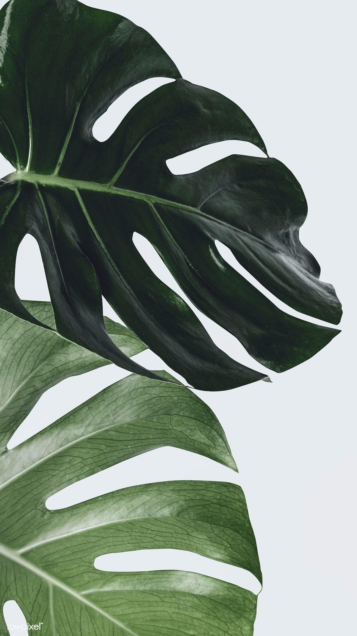 Monstera iPhone Wallpapers Top Free Monstera iPhone Backgrounds