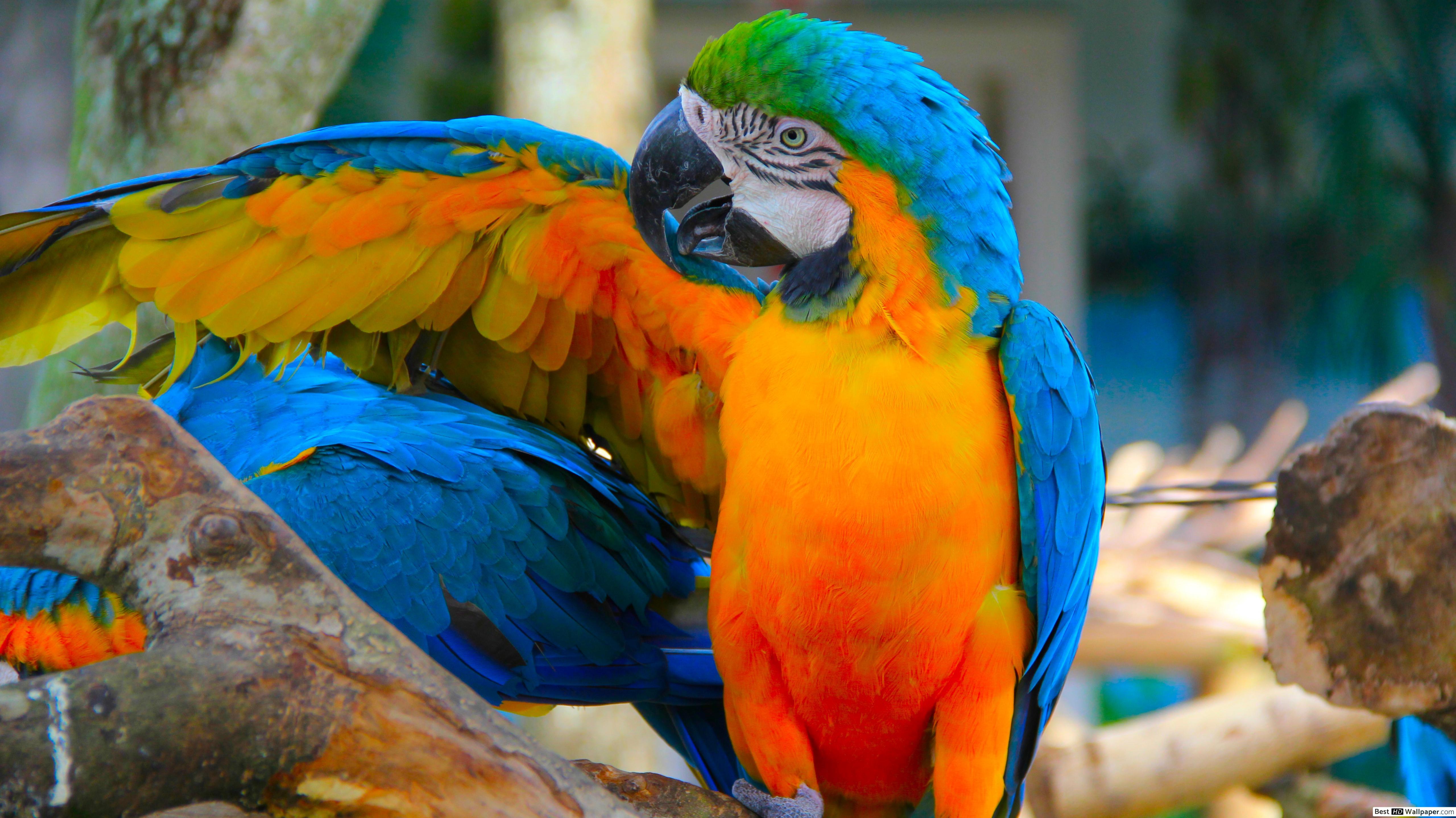 Blue Parrots Wallpapers Top Free Blue Parrots Backgrounds