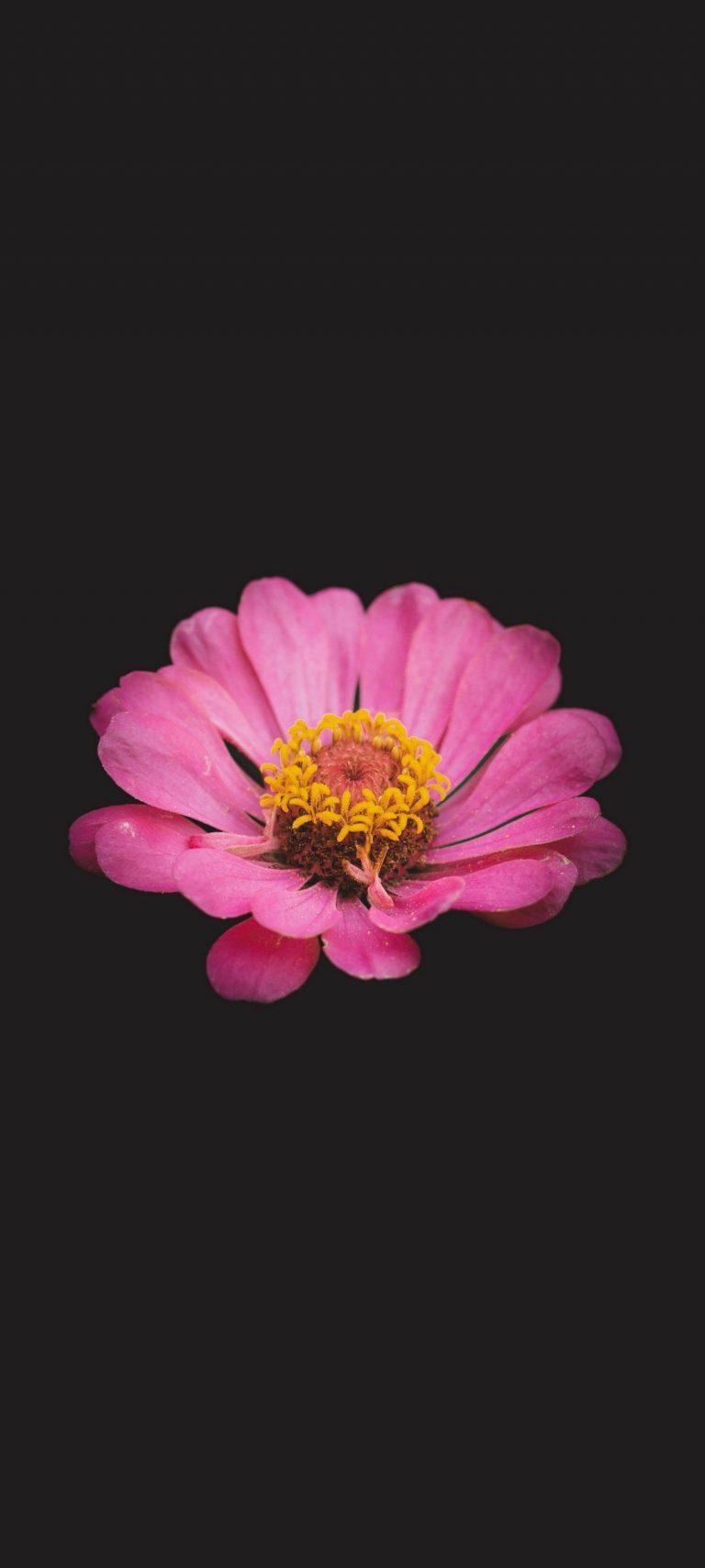 AMOLED Flower Wallpapers Top Free AMOLED Flower Backgrounds