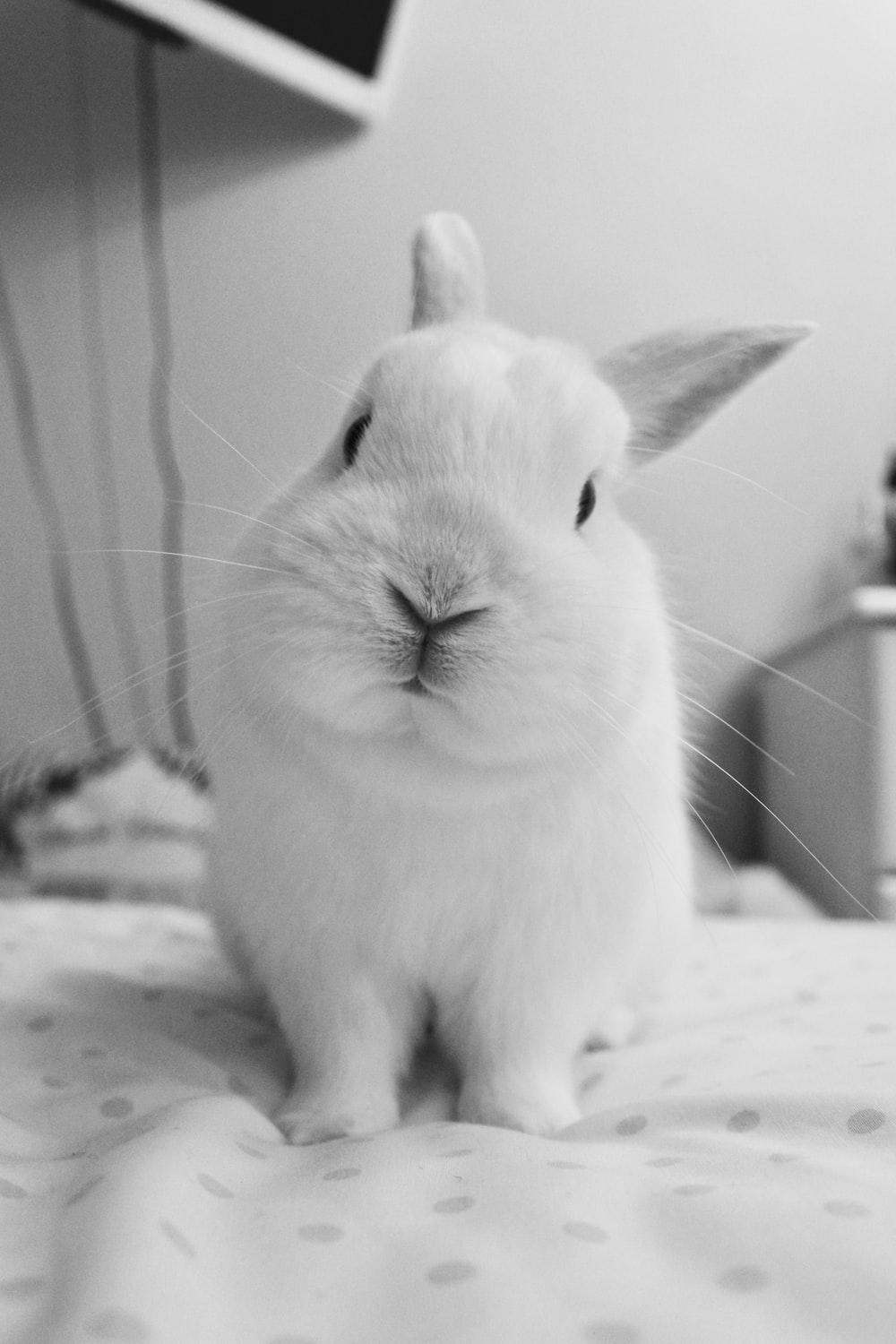 Black and White Bunny Wallpapers Top Free Black and White Bunny Backgrounds WallpaperAccess