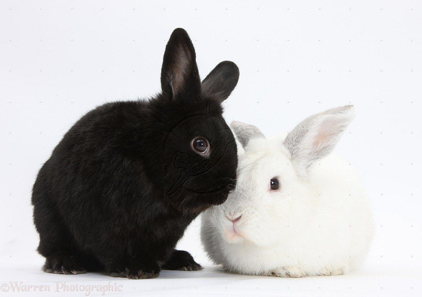 Black and White Bunny Wallpapers Top Free Black and White Bunny