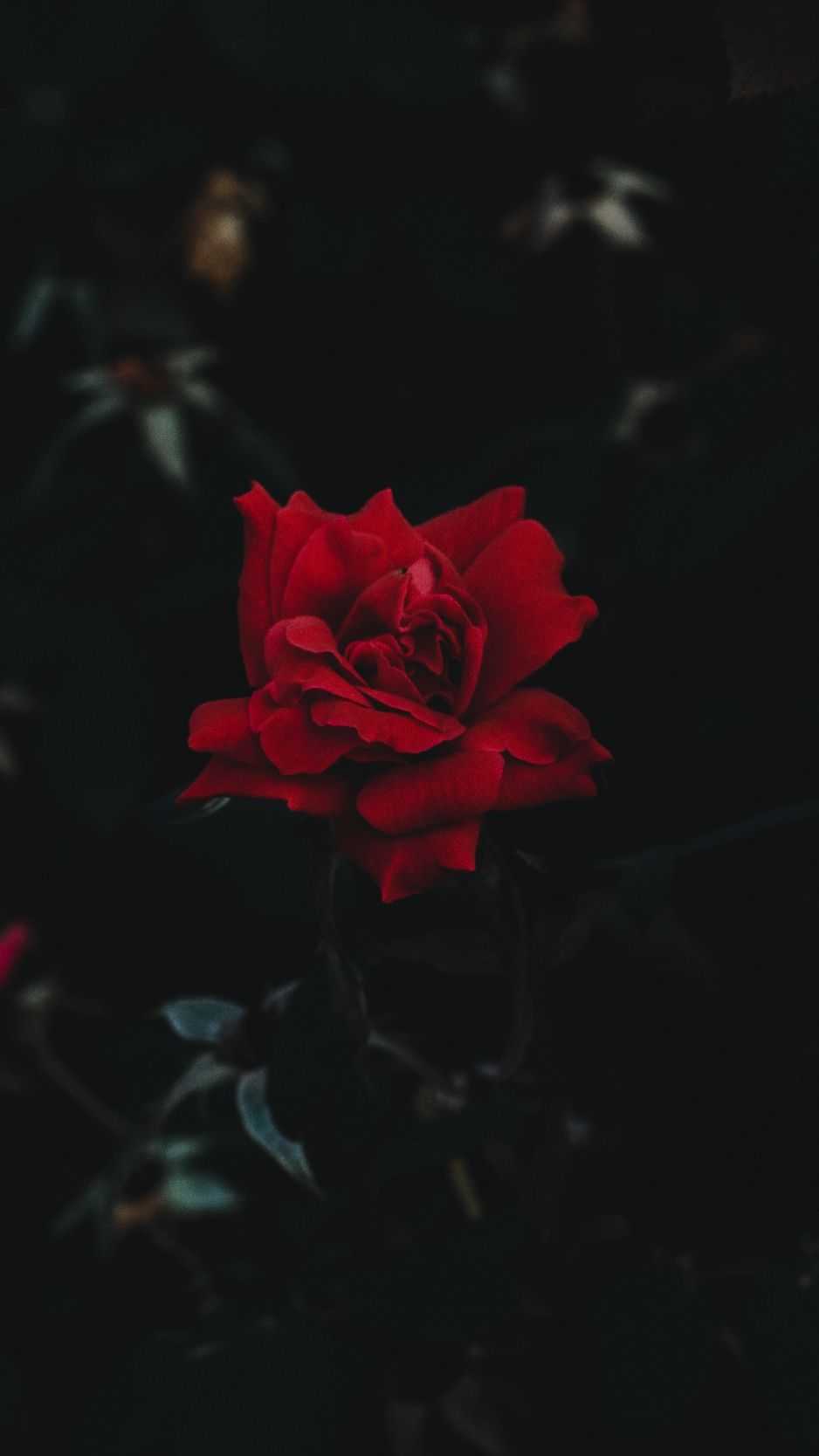 Black Roses 4K Wallpapers Top Free Black Roses 4K Backgrounds