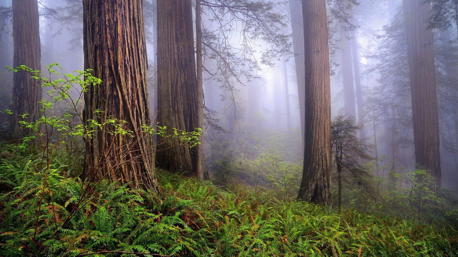 Redwood Forest Scenic Wallpapers Top Free Redwood Forest Scenic