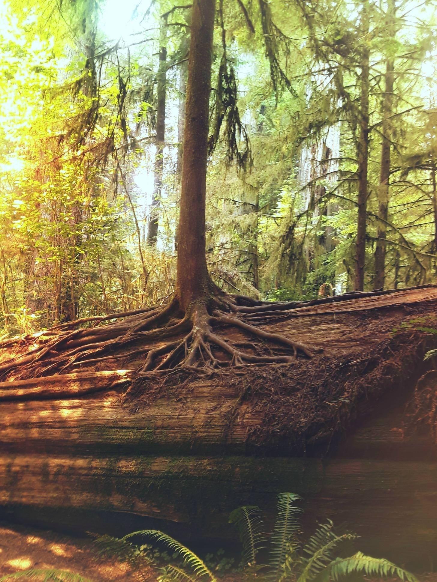 Redwood Forest iPhone Wallpapers Top Free Redwood Forest iPhone