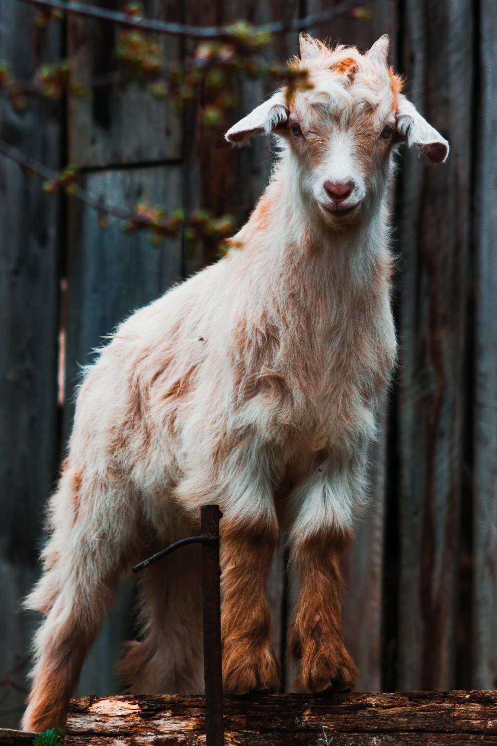 Goat HD Wallpapers Top Free Goat HD Backgrounds WallpaperAccess