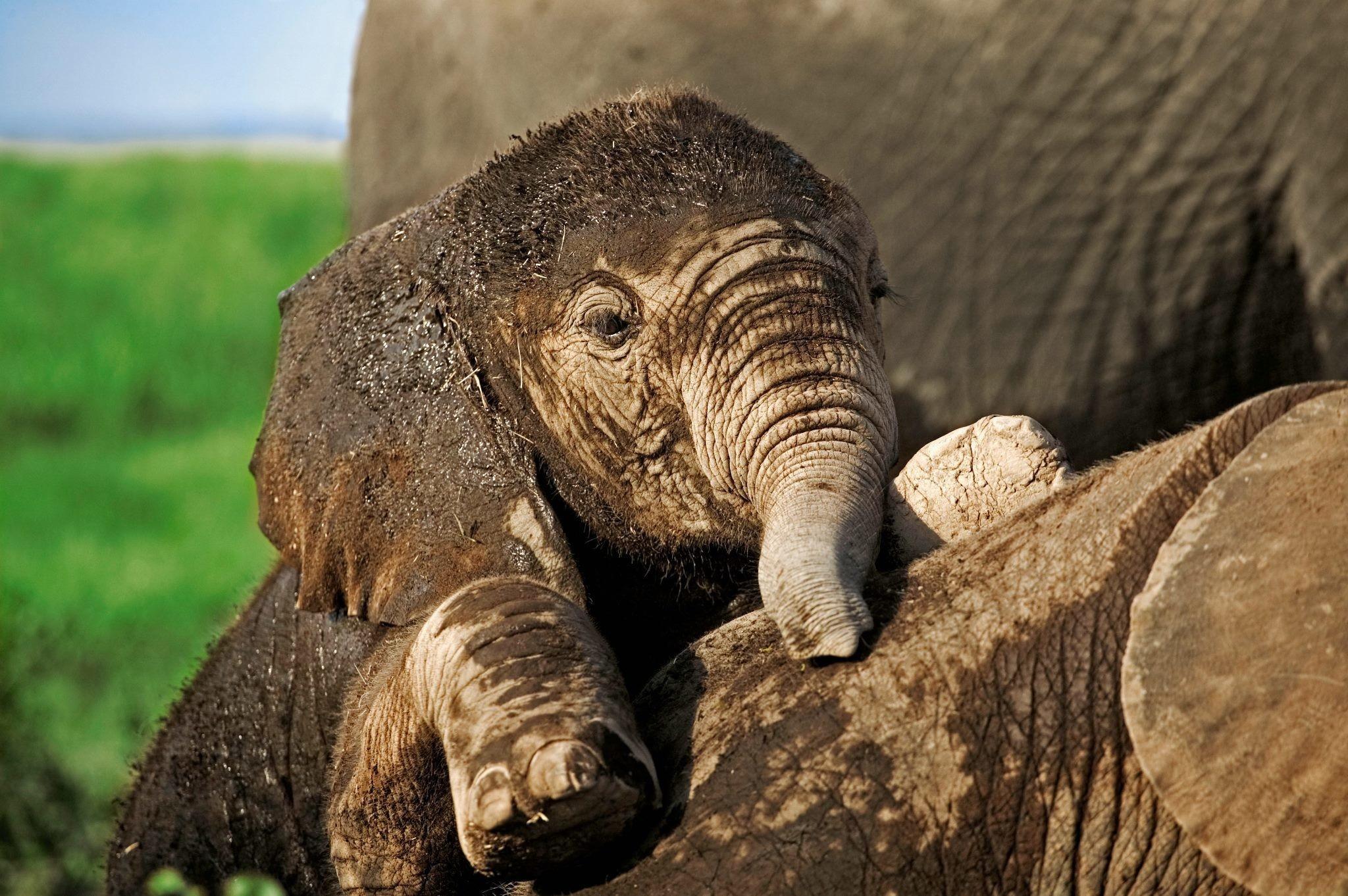 Cute Baby Elephant Computer Wallpapers Top Free Cute Baby Elephant