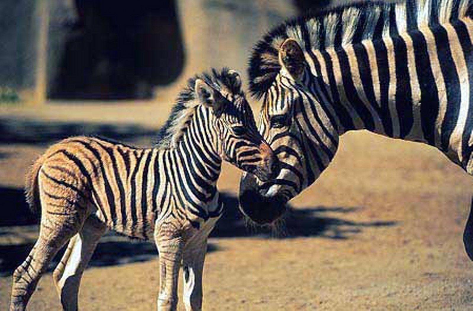 Cute Baby Zebra Wallpapers Top Free Cute Baby Zebra Backgrounds