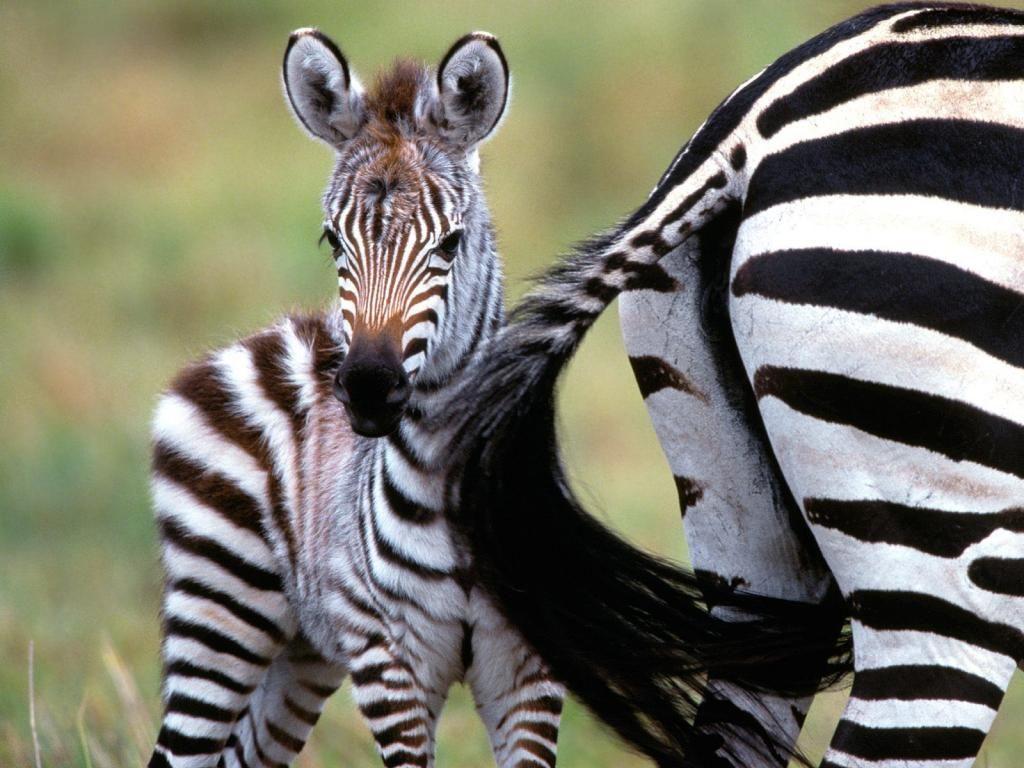 Cute Baby Zebra Wallpapers Top Free Cute Baby Zebra Backgrounds