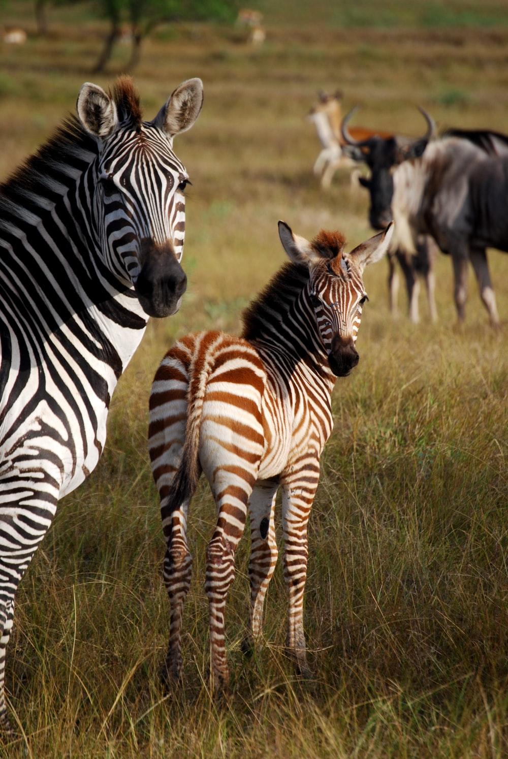 Cute Baby Zebra Wallpapers Top Free Cute Baby Zebra Backgrounds