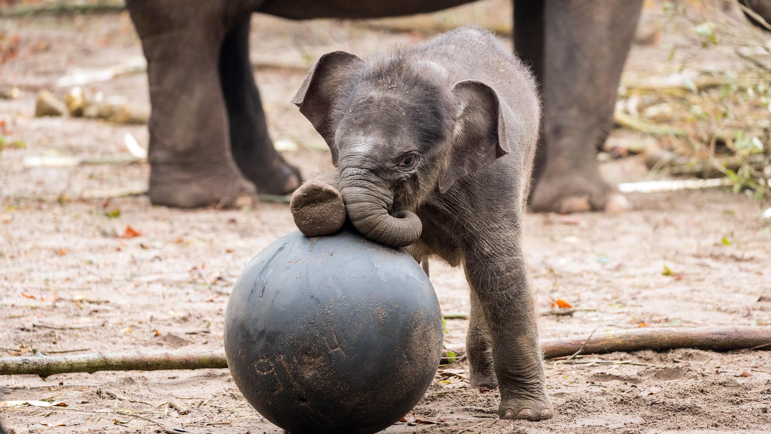 Cute Baby Elephant Computer Wallpapers Top Free Cute Baby Elephant