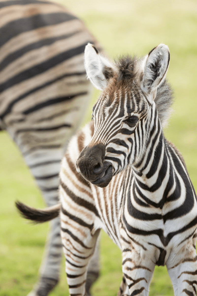 Cute Baby Zebra Wallpapers Top Free Cute Baby Zebra Backgrounds