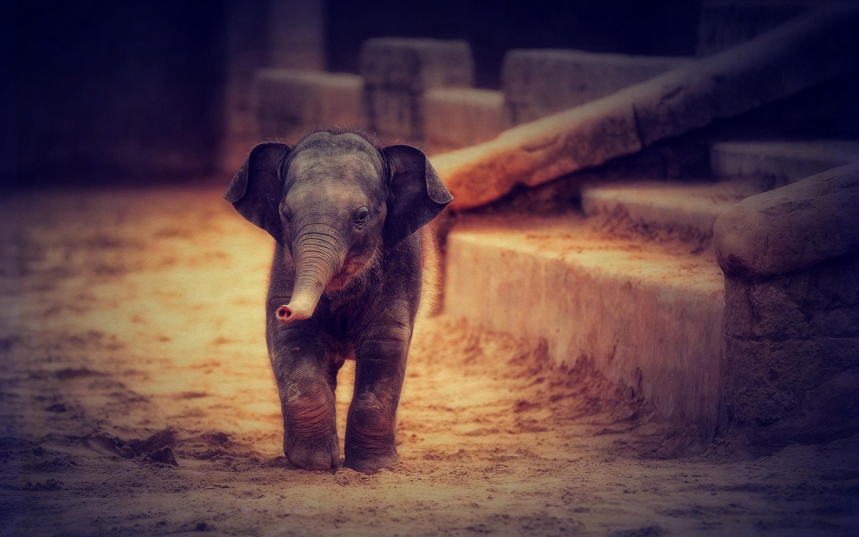 Cute Baby Elephant Computer Wallpapers Top Free Cute Baby Elephant
