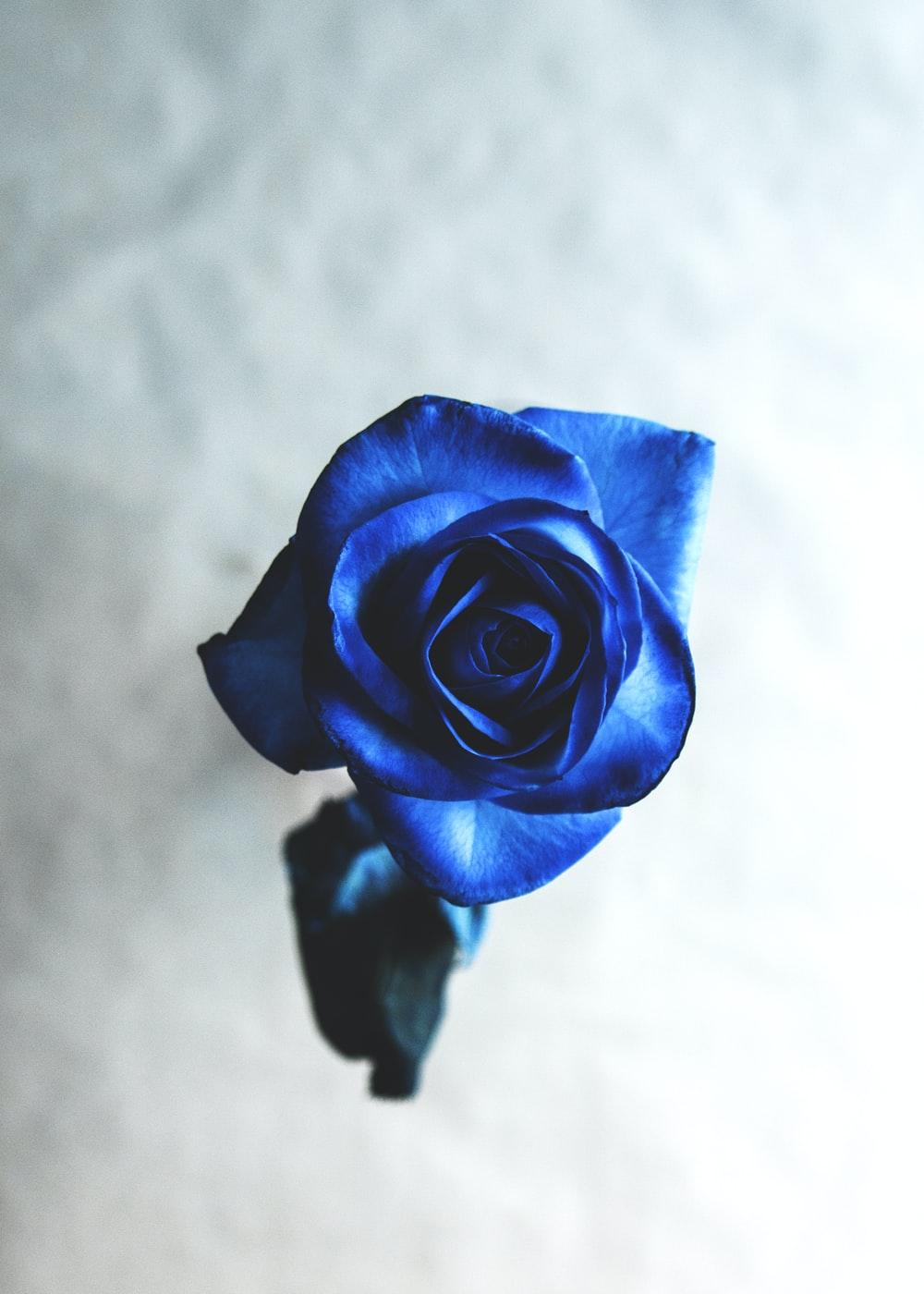 Blue Rose Garden Wallpapers Top Free Blue Rose Garden Backgrounds