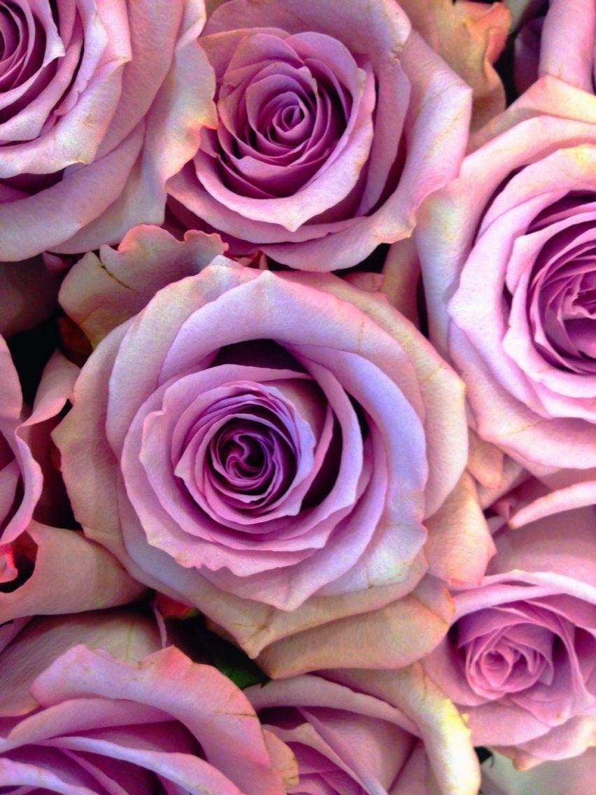 Purple and Pink Roses Wallpapers Top Free Purple and Pink Roses