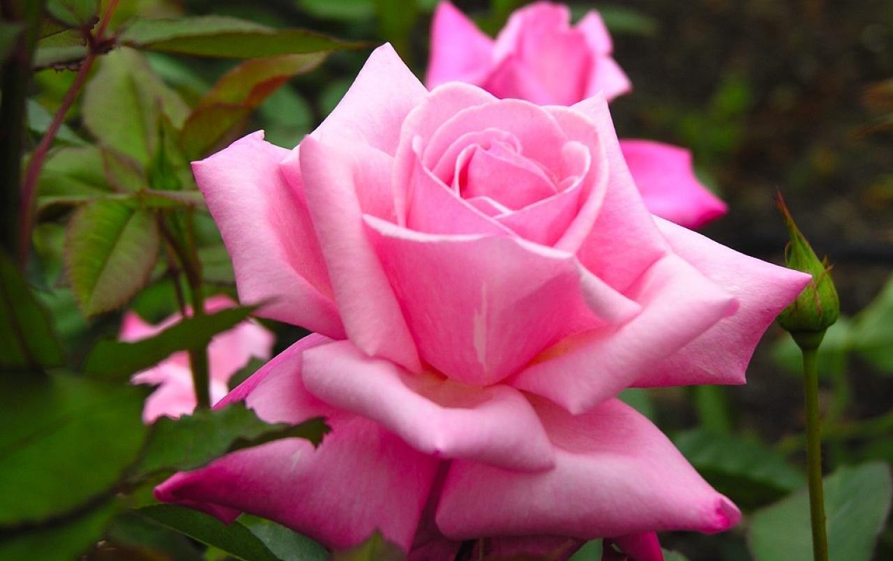 Purple and Pink Roses Wallpapers Top Free Purple and Pink Roses