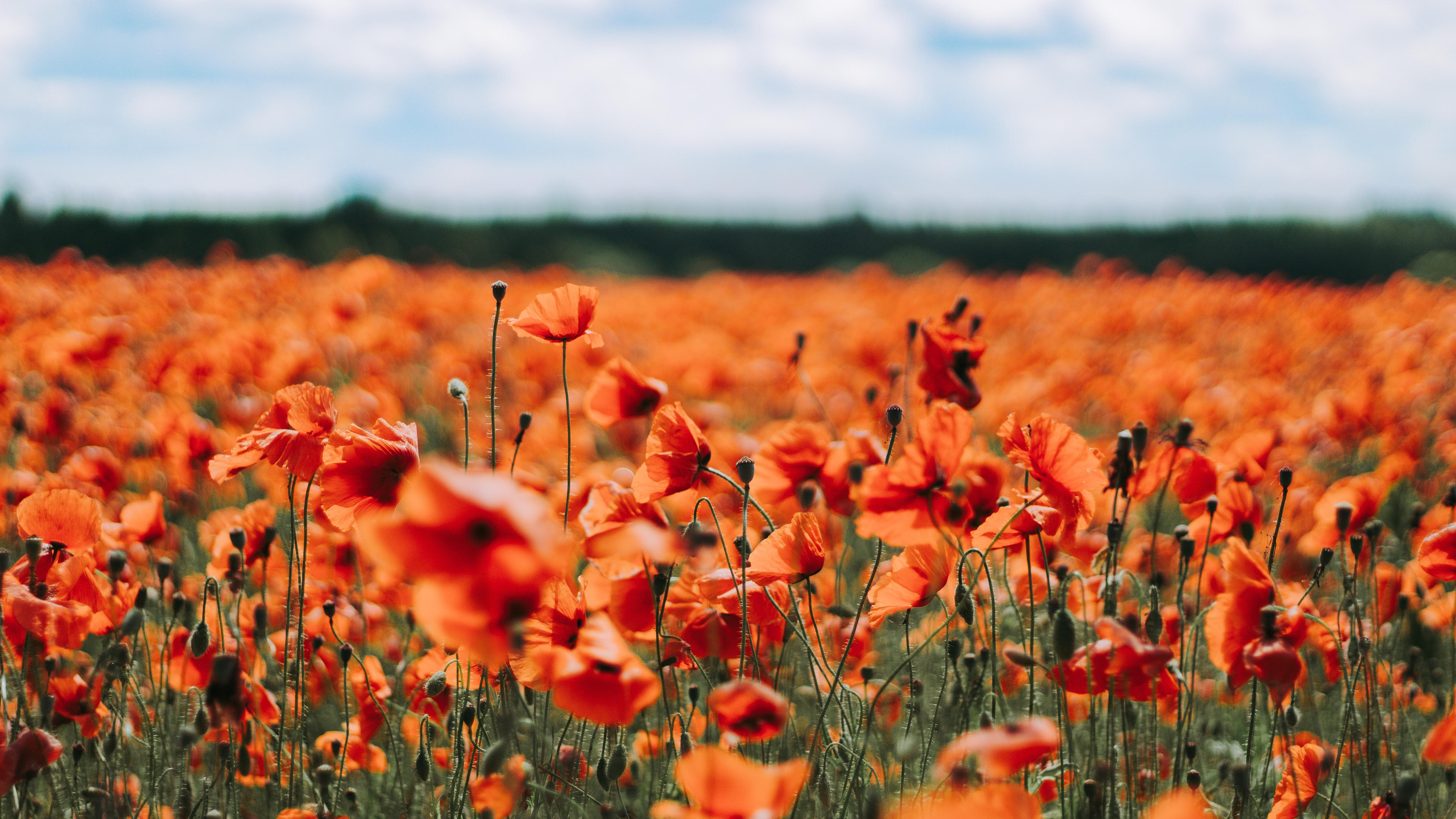 Orange Poppies Wallpapers Top Free Orange Poppies Backgrounds