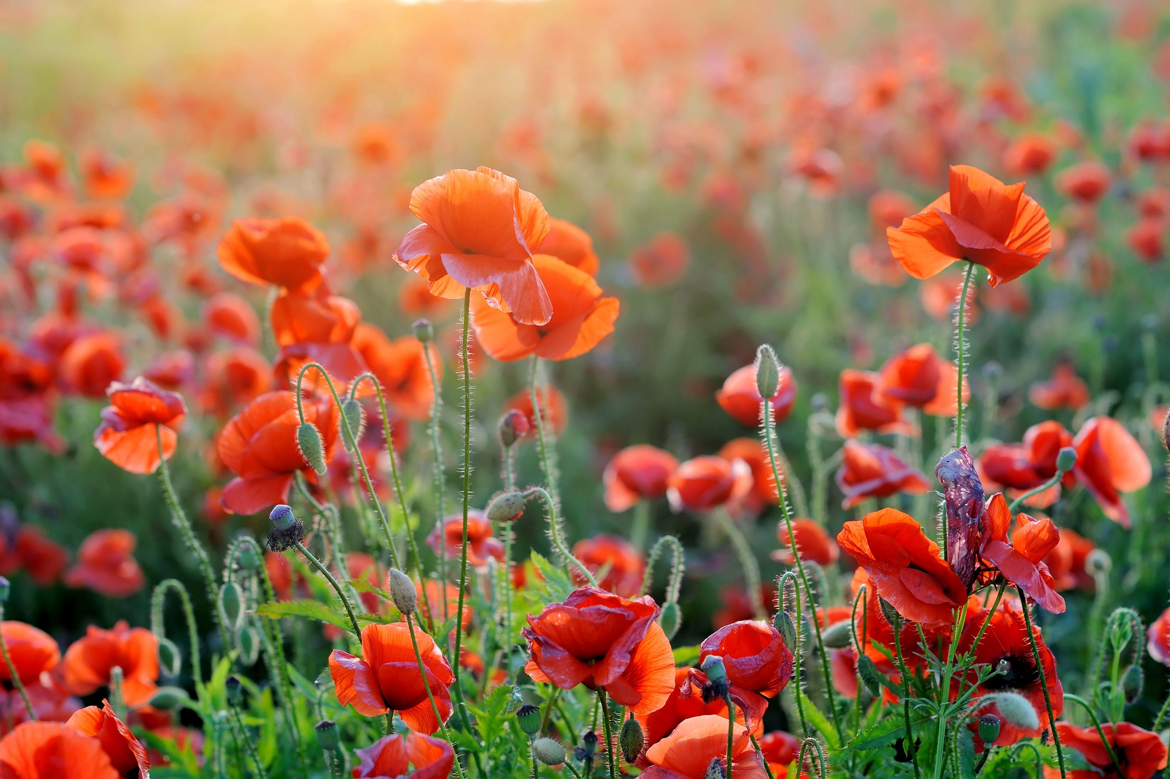 Orange Poppy Wallpapers Top Free Orange Poppy Backgrounds